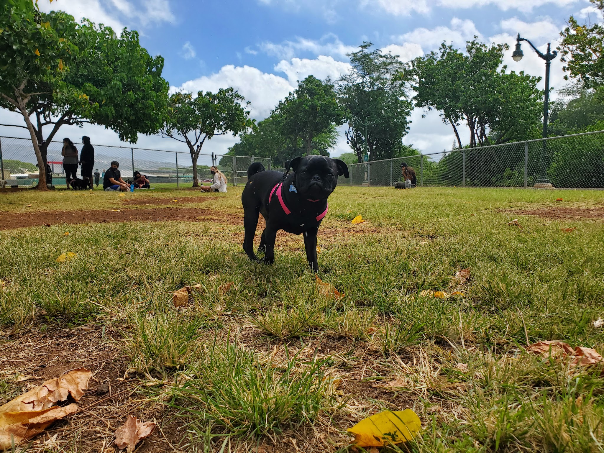 Ala Wai Dog Park - Honolulu, HI