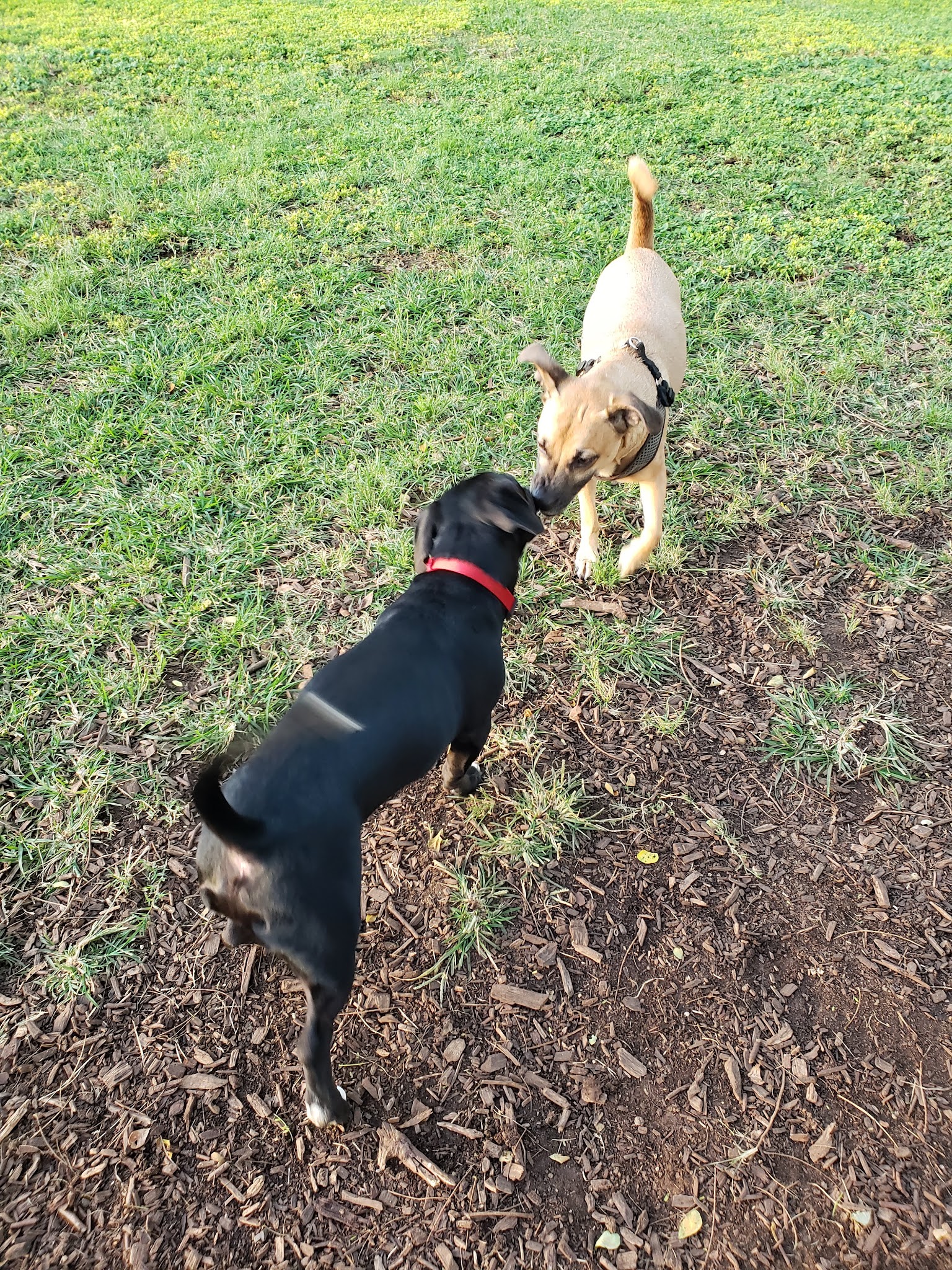 Elaine Dobashi Dog Park - Honolulu, HI