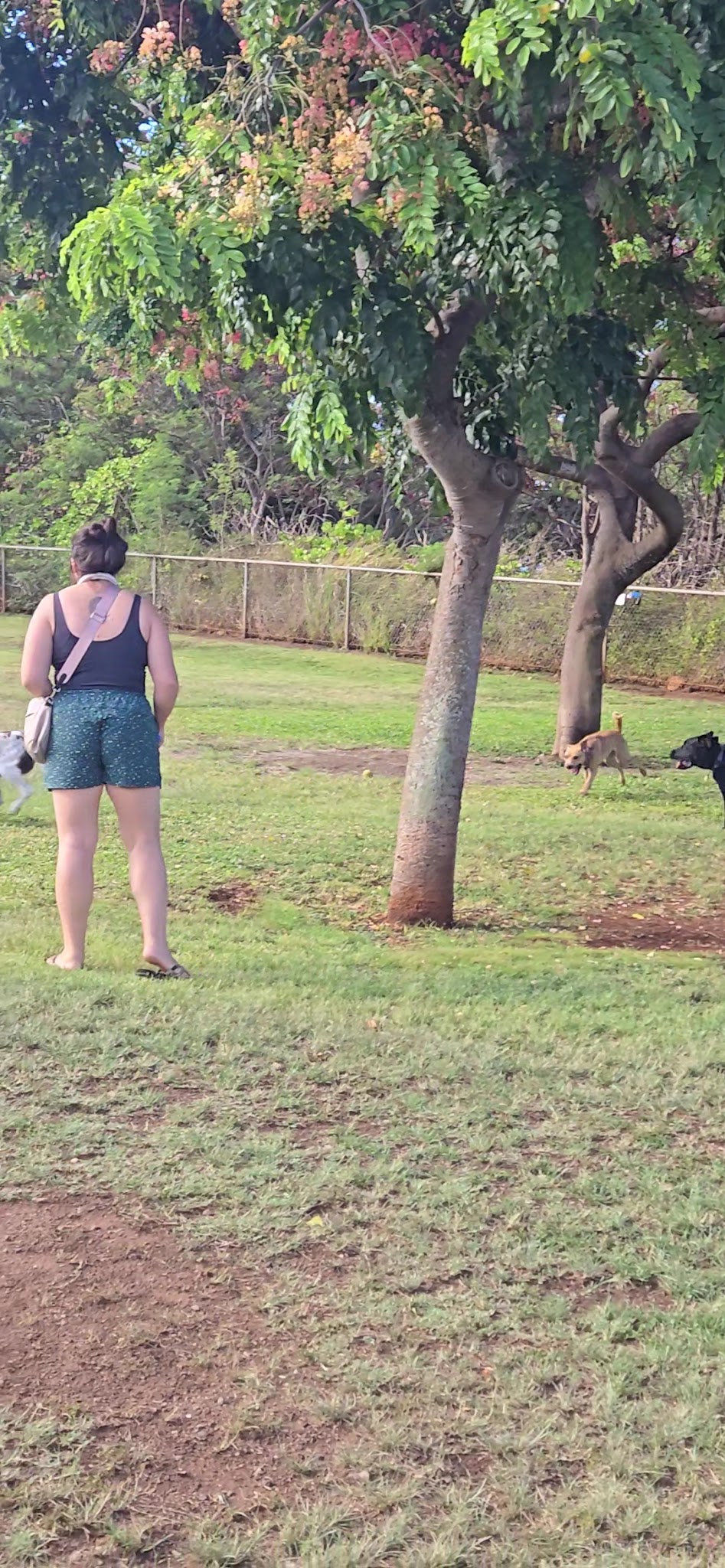Elaine Dobashi Dog Park - Honolulu, HI