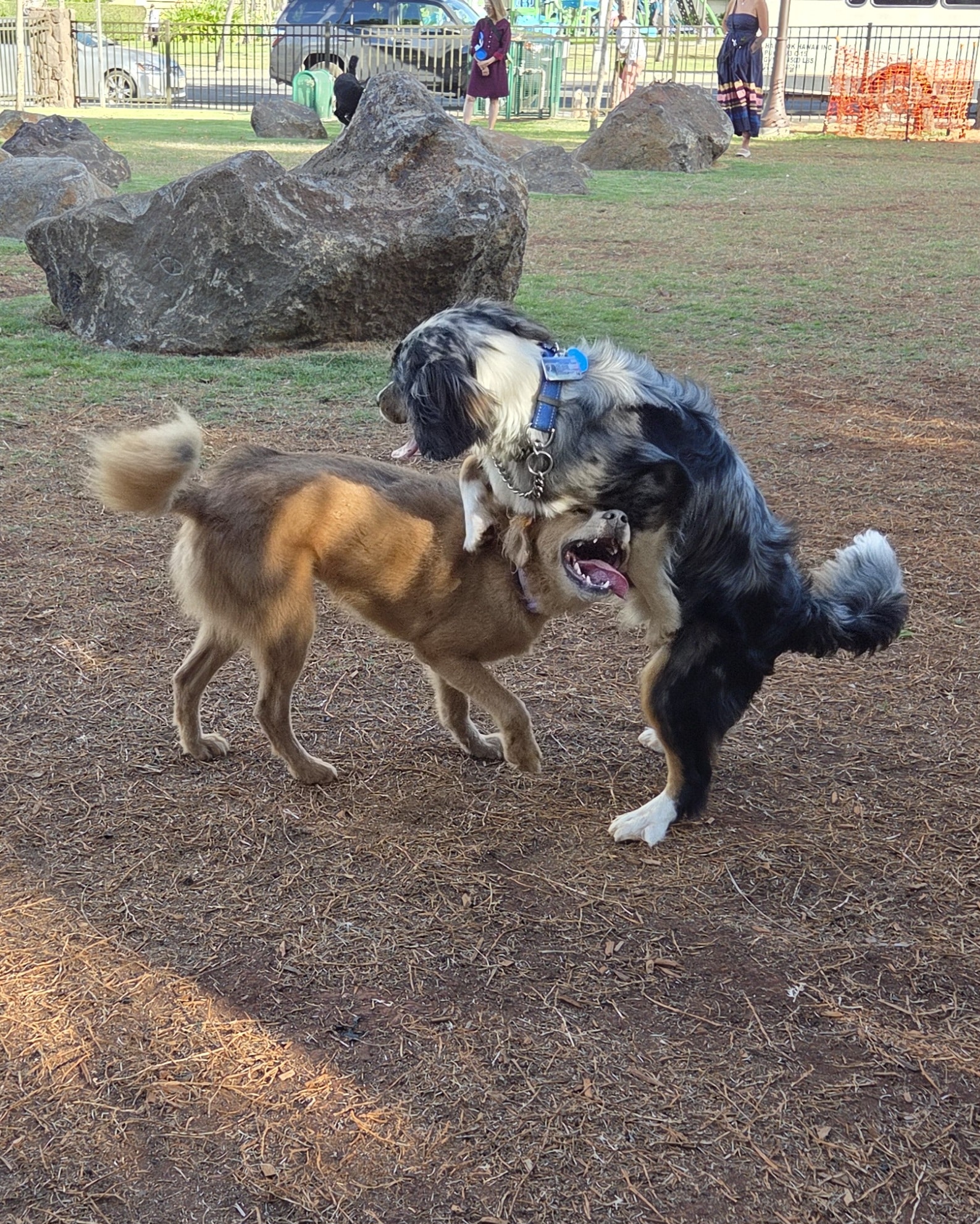 Kolowalu Dog Park - Honolulu, HI