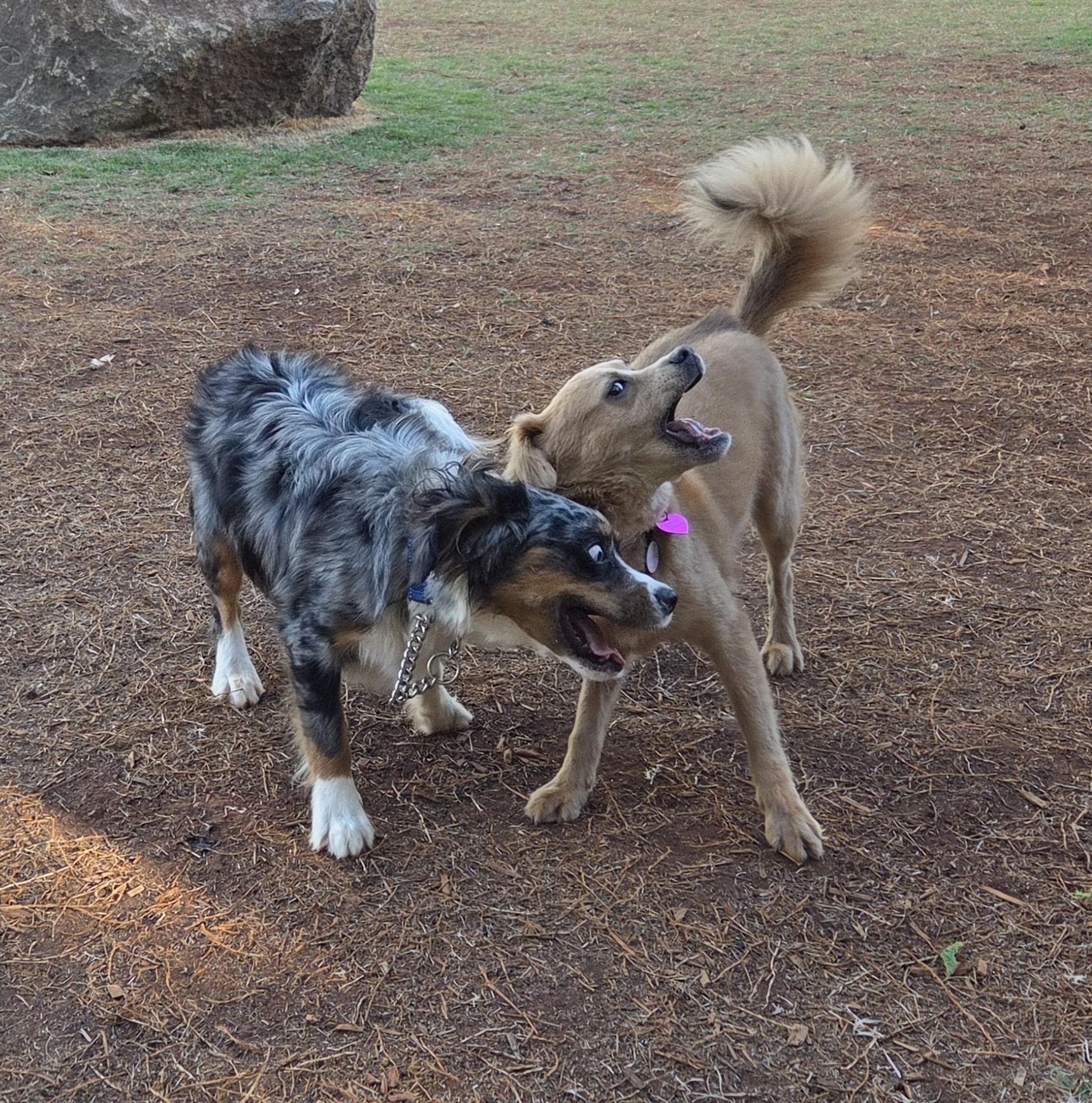 Kolowalu Dog Park - Honolulu, HI