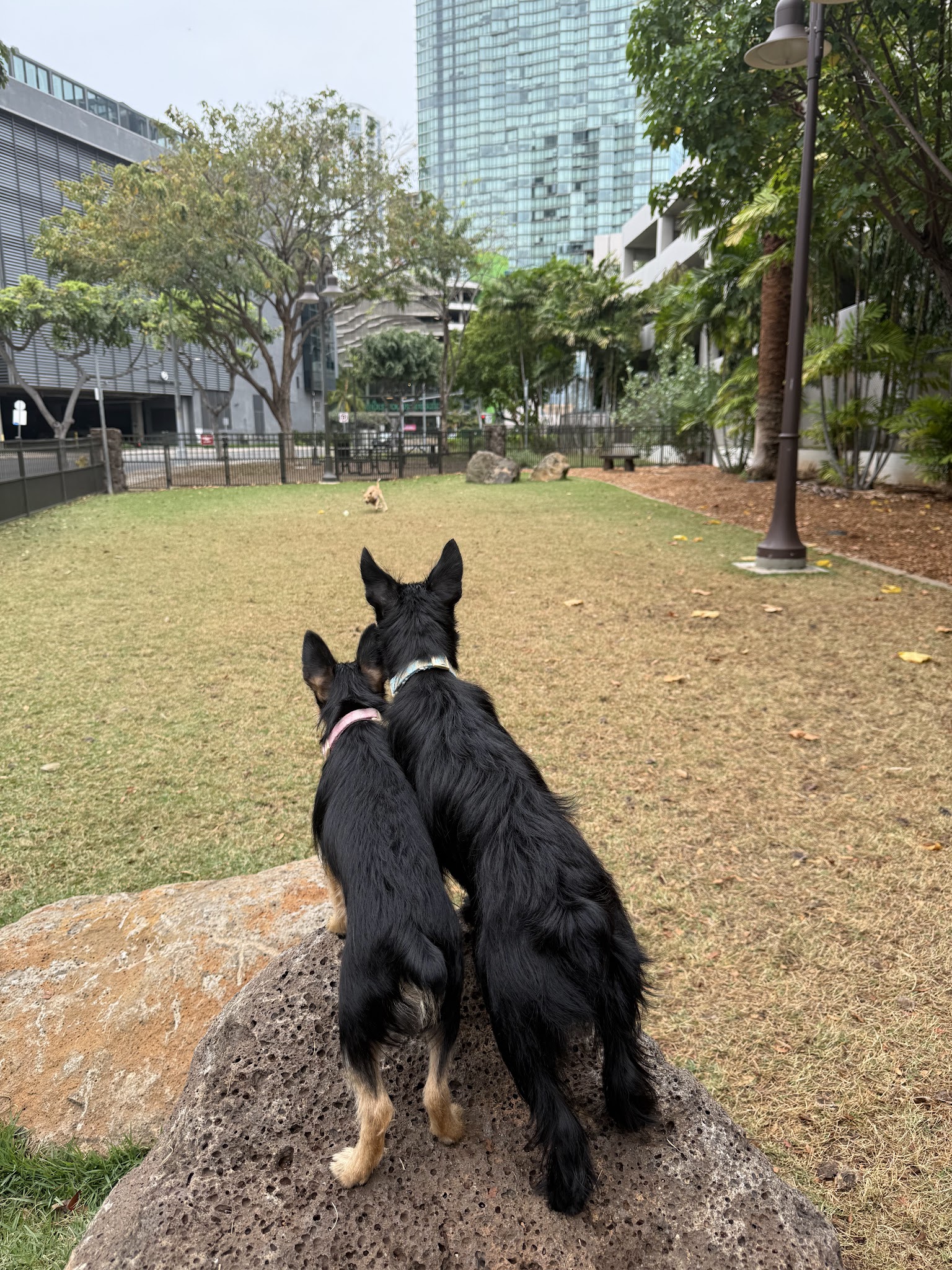 Kolowalu Dog Park - Honolulu, HI