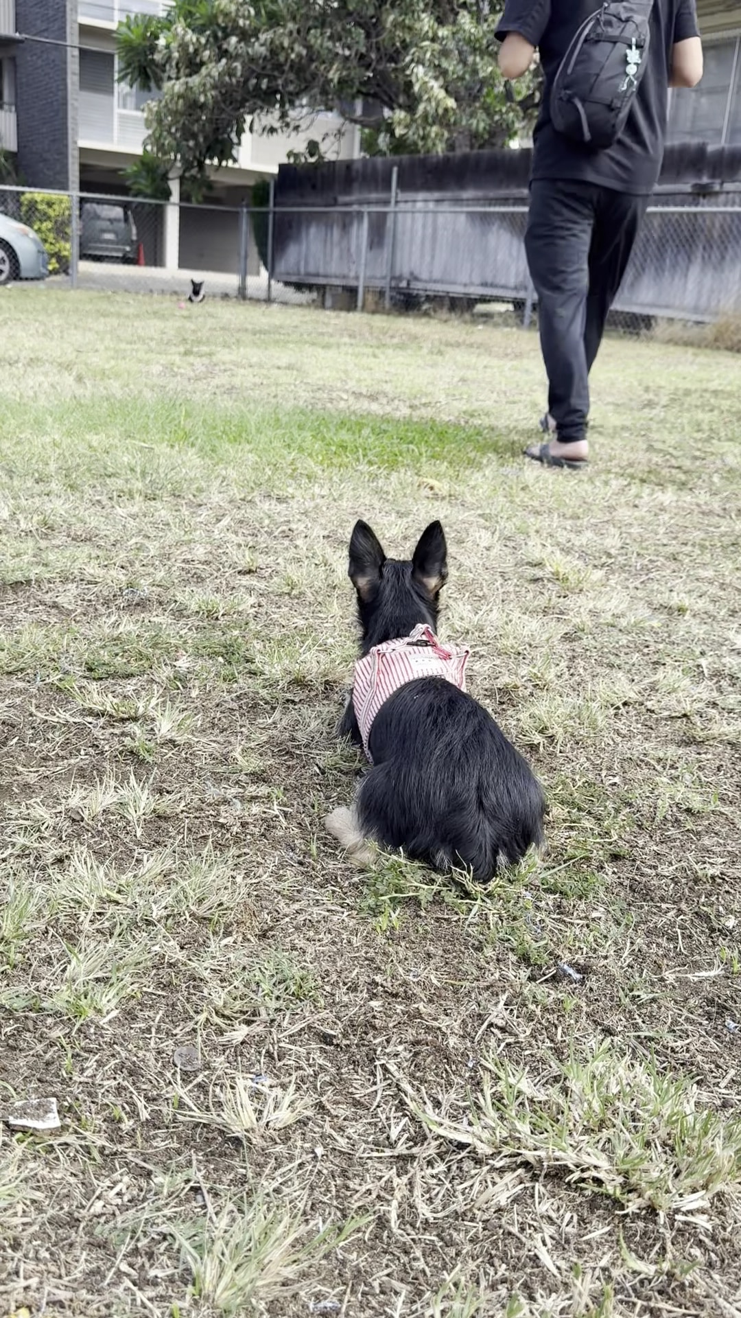 Maryknoll Dog Park - Honolulu, HI