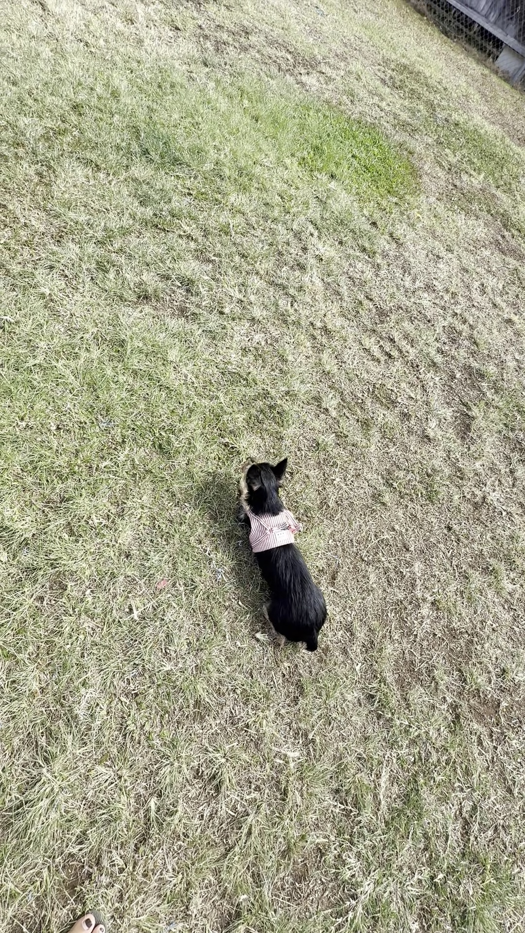 Maryknoll Dog Park - Honolulu, HI