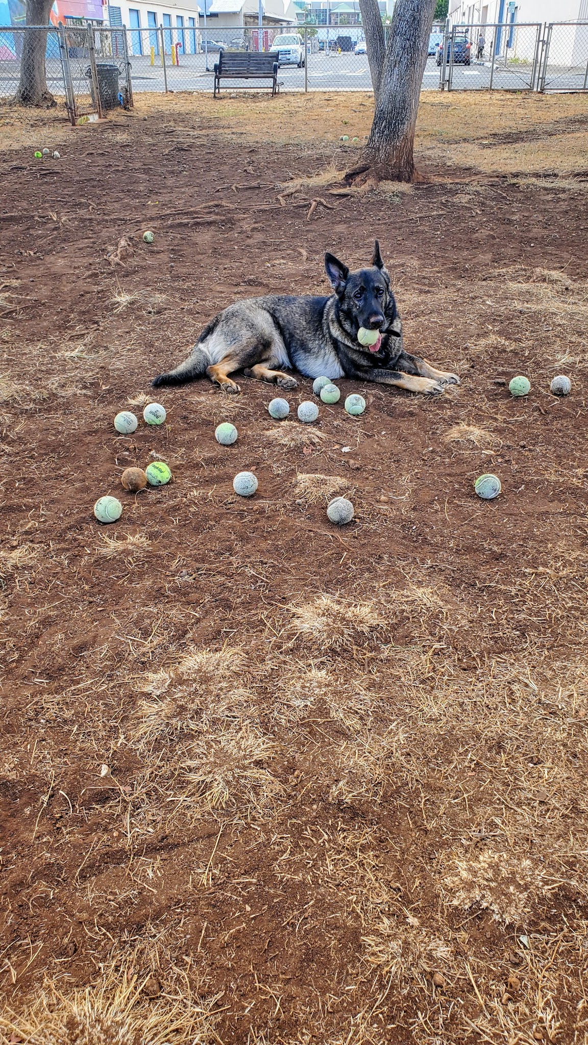 Mother Waldron Neighborhood Dog Park - Honolulu, HI