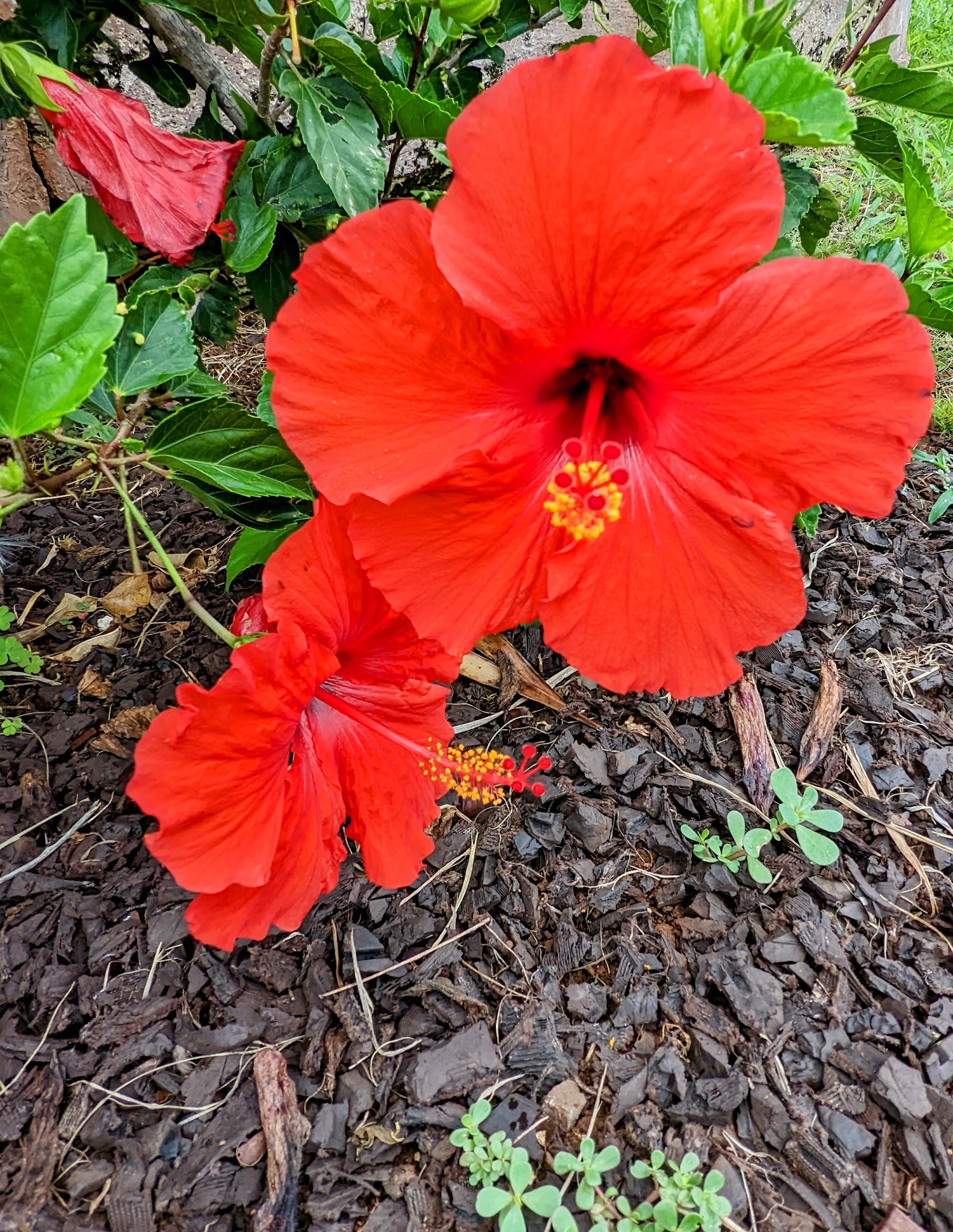 Na Pueo Mini Park - Honolulu, HI