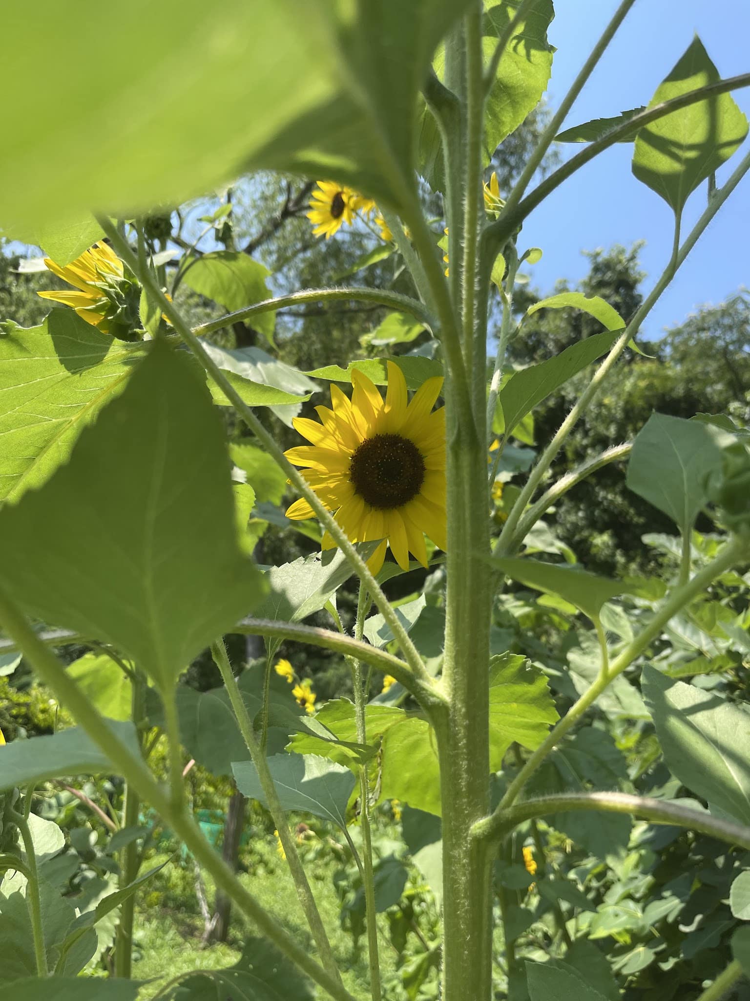 Blue Ridge Nature Trail - Hoover, AL