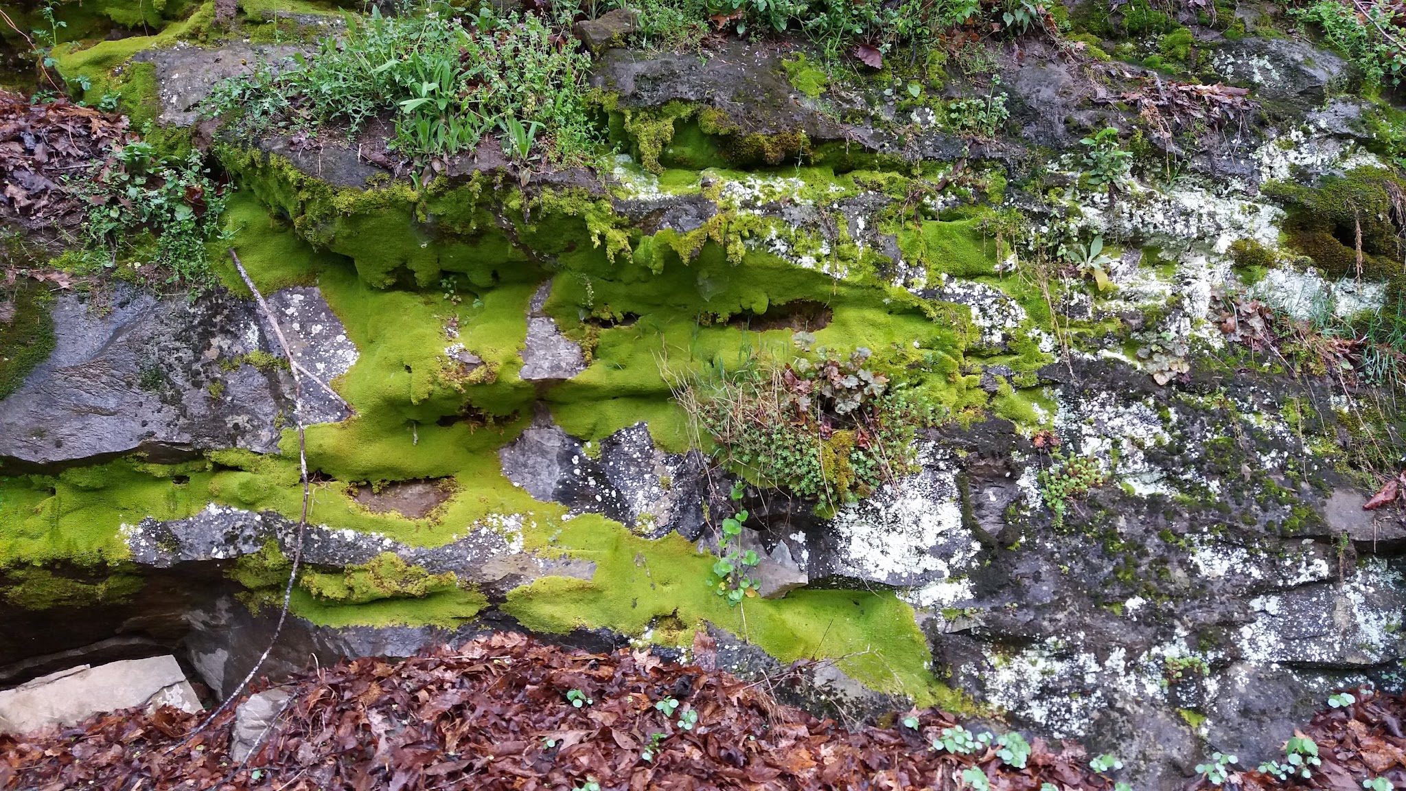 Jackson River Scenic Trail - Natural Well Trailhead - Hot Springs, VA