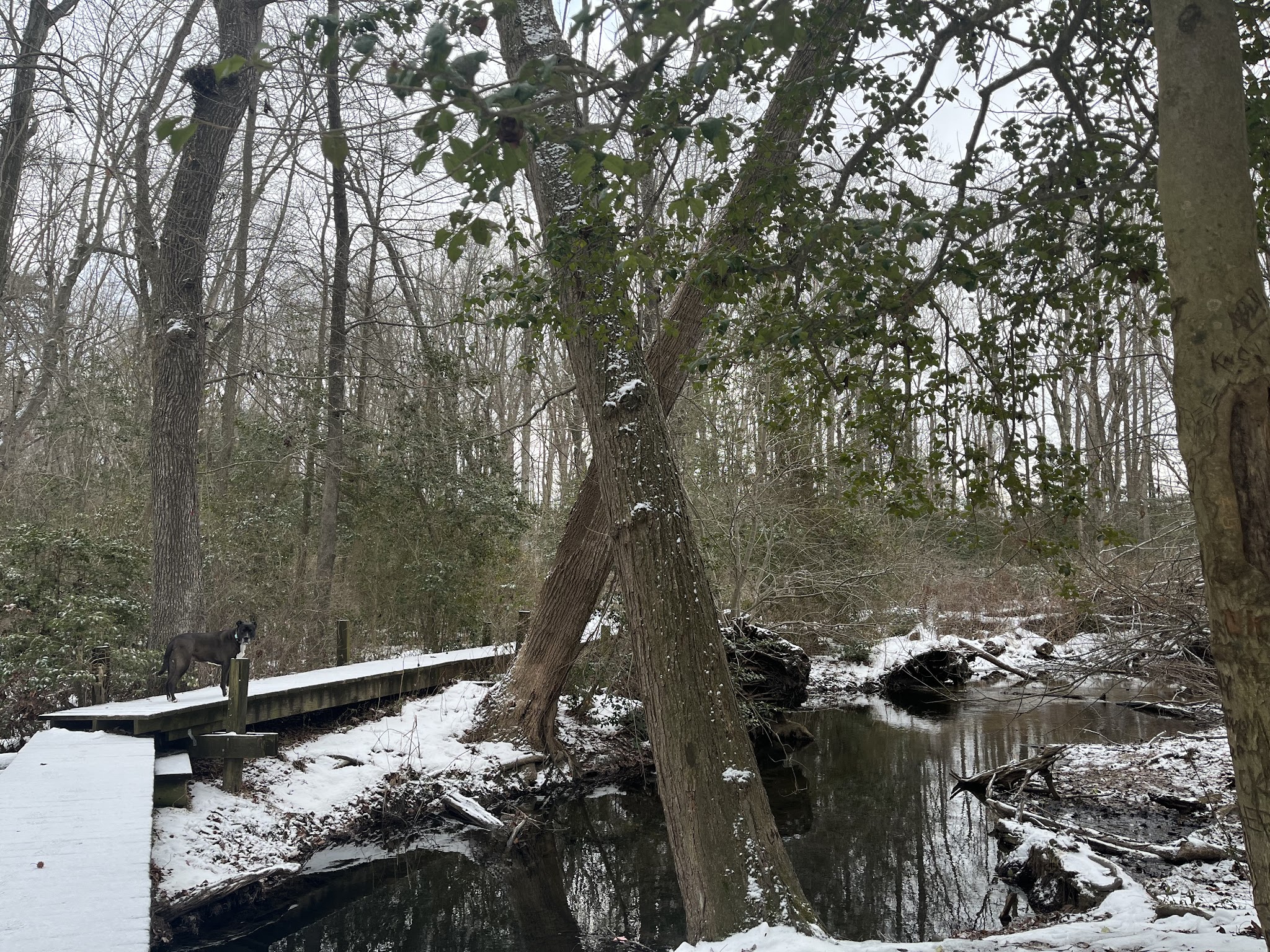 Blairs Pond Public Park - Houston, DE
