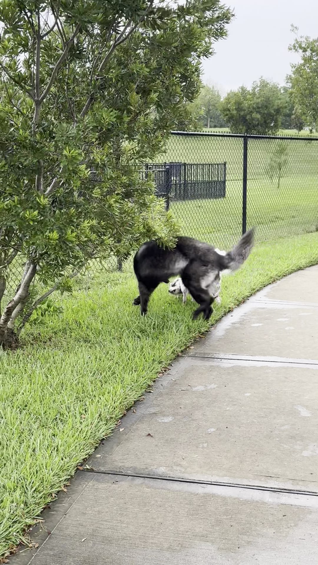 Charterwood Dog Park - Houston, TX