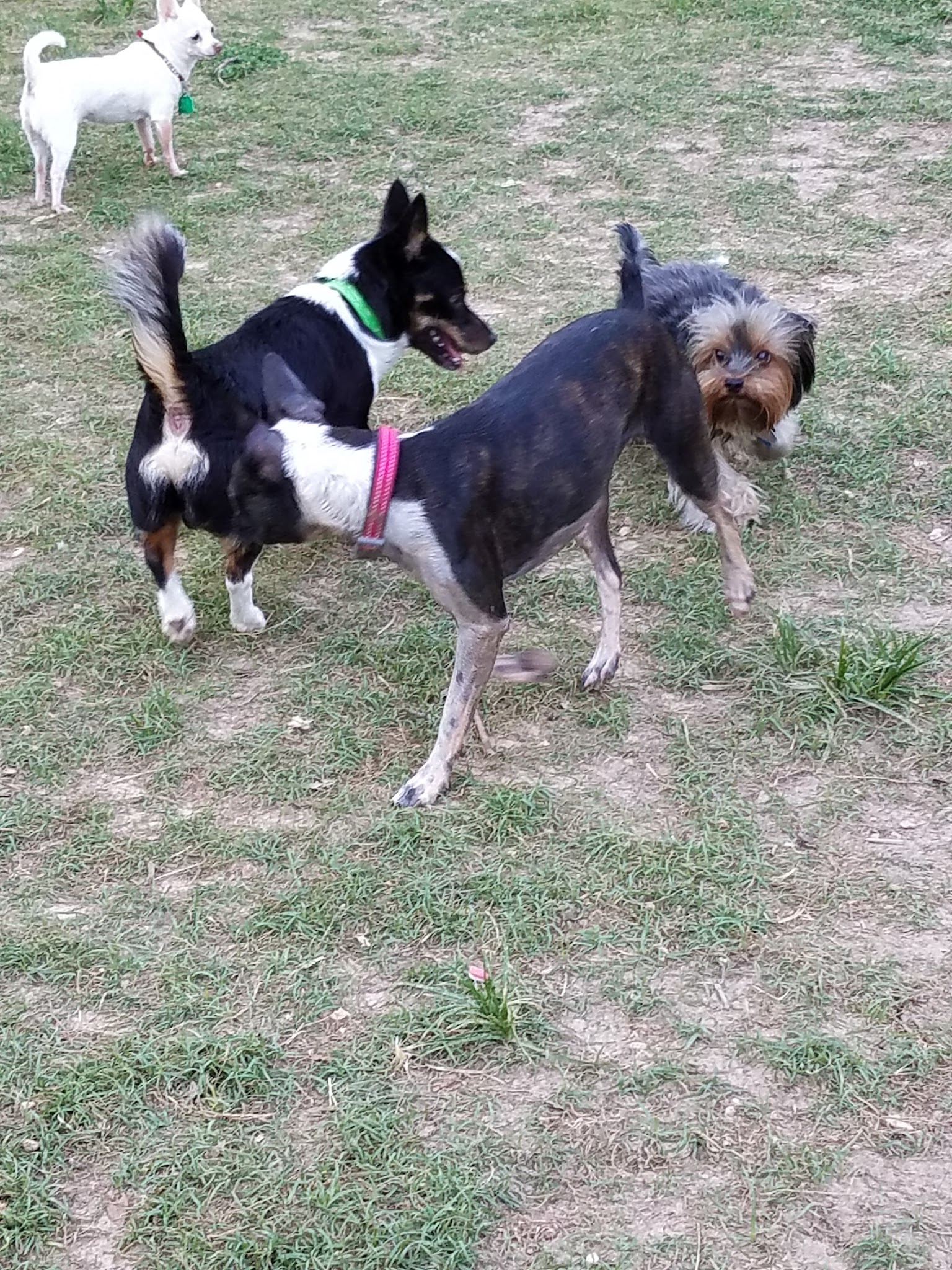 Dog Park - Houston, TX