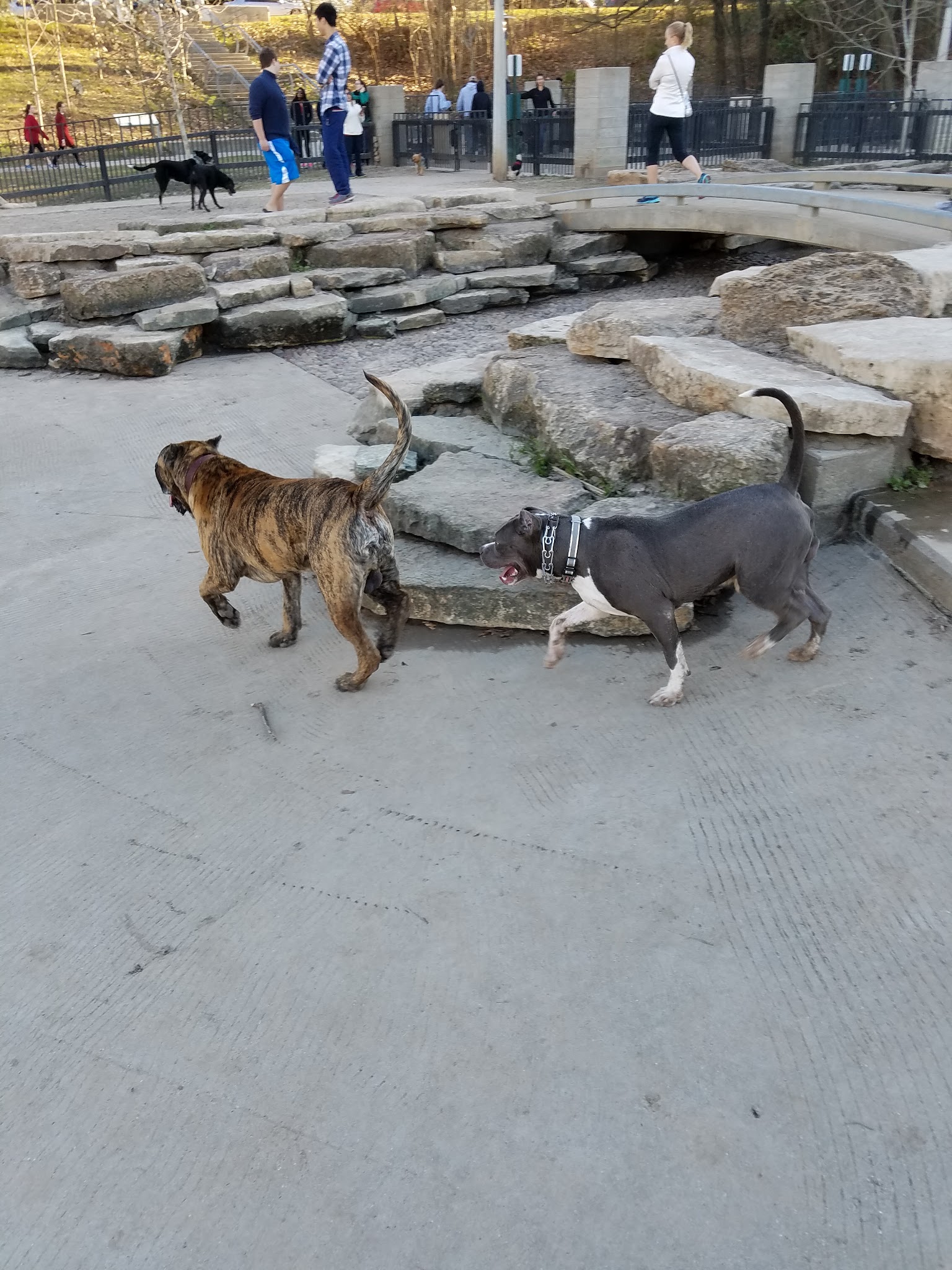 Dog Park - Houston, TX