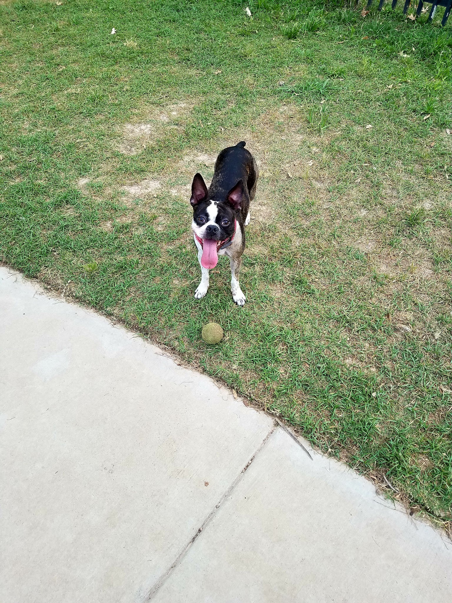 Dog Park - Houston, TX