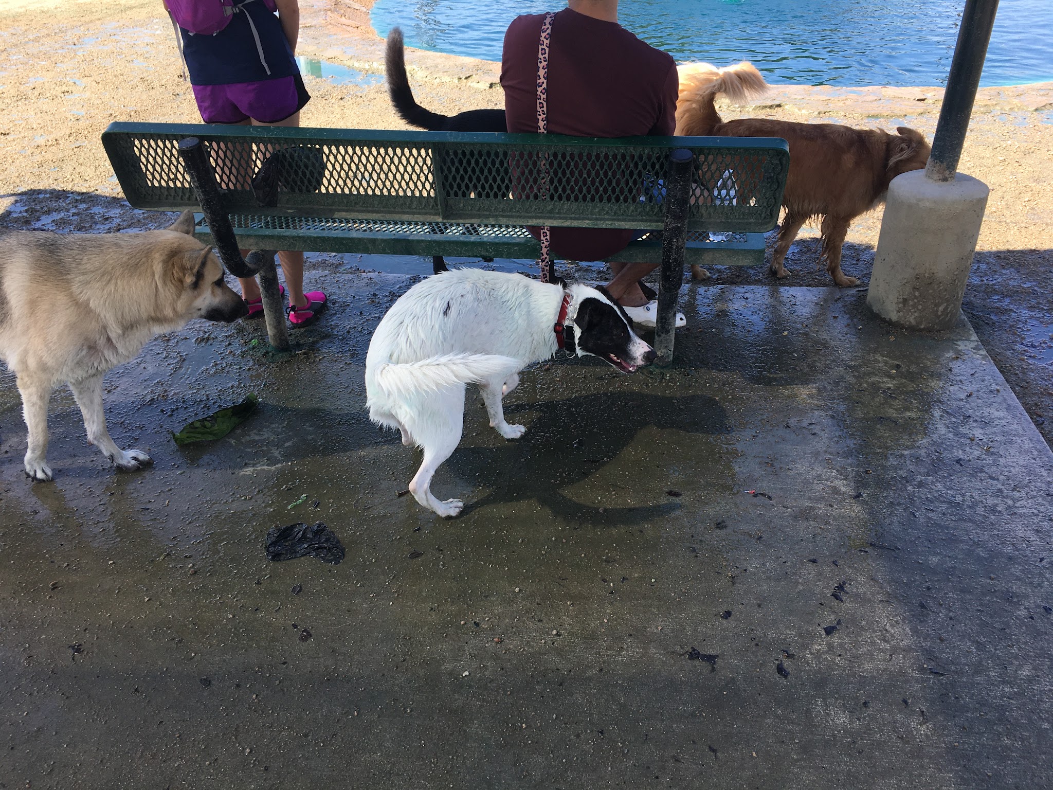 Dog park - Houston, TX