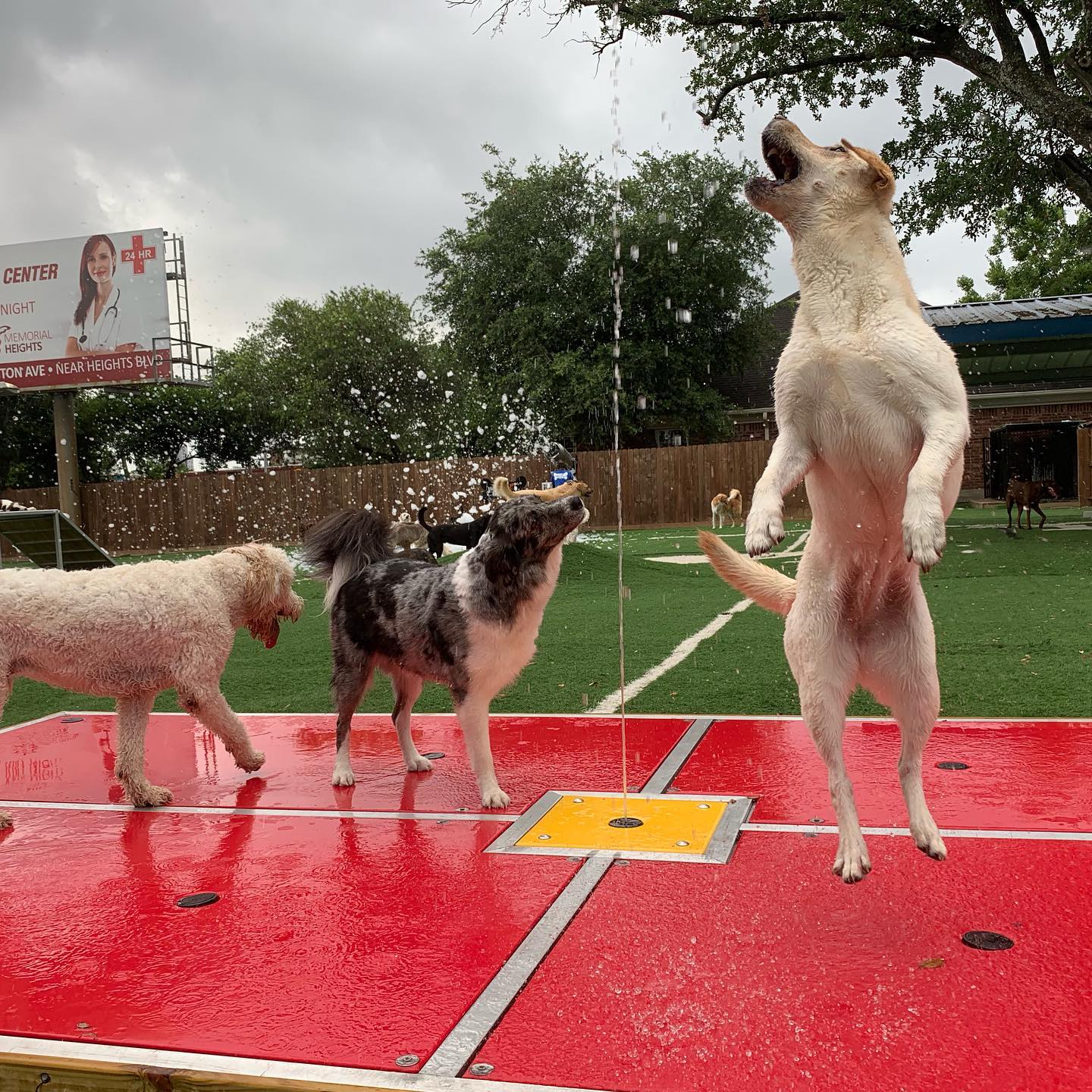 Houston Bark Park and Daycare - Houston, TX