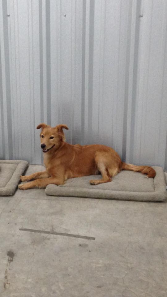 Houston Bark Park and Daycare - Houston, TX
