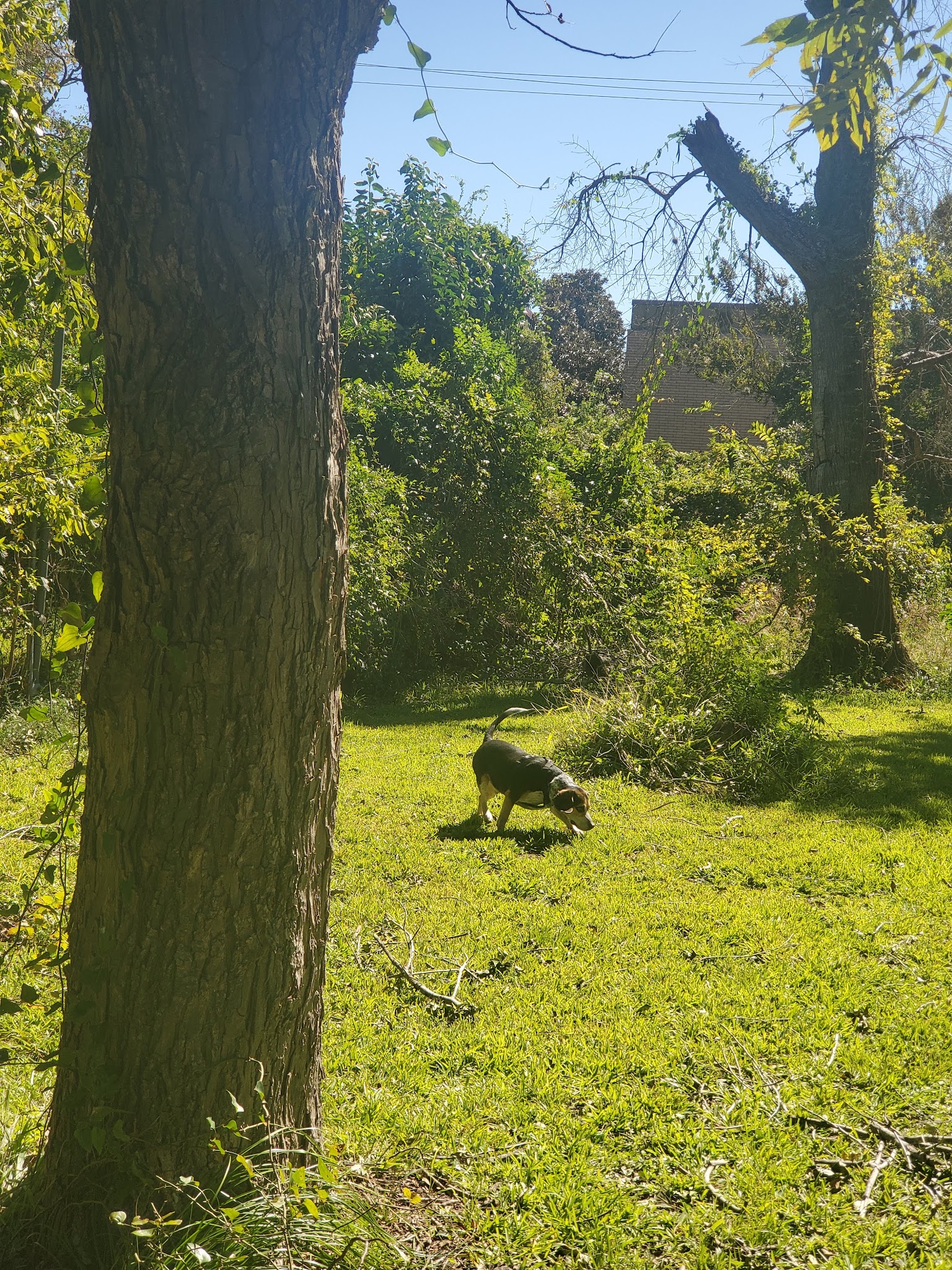 Robindell Dog Run - Houston, TX