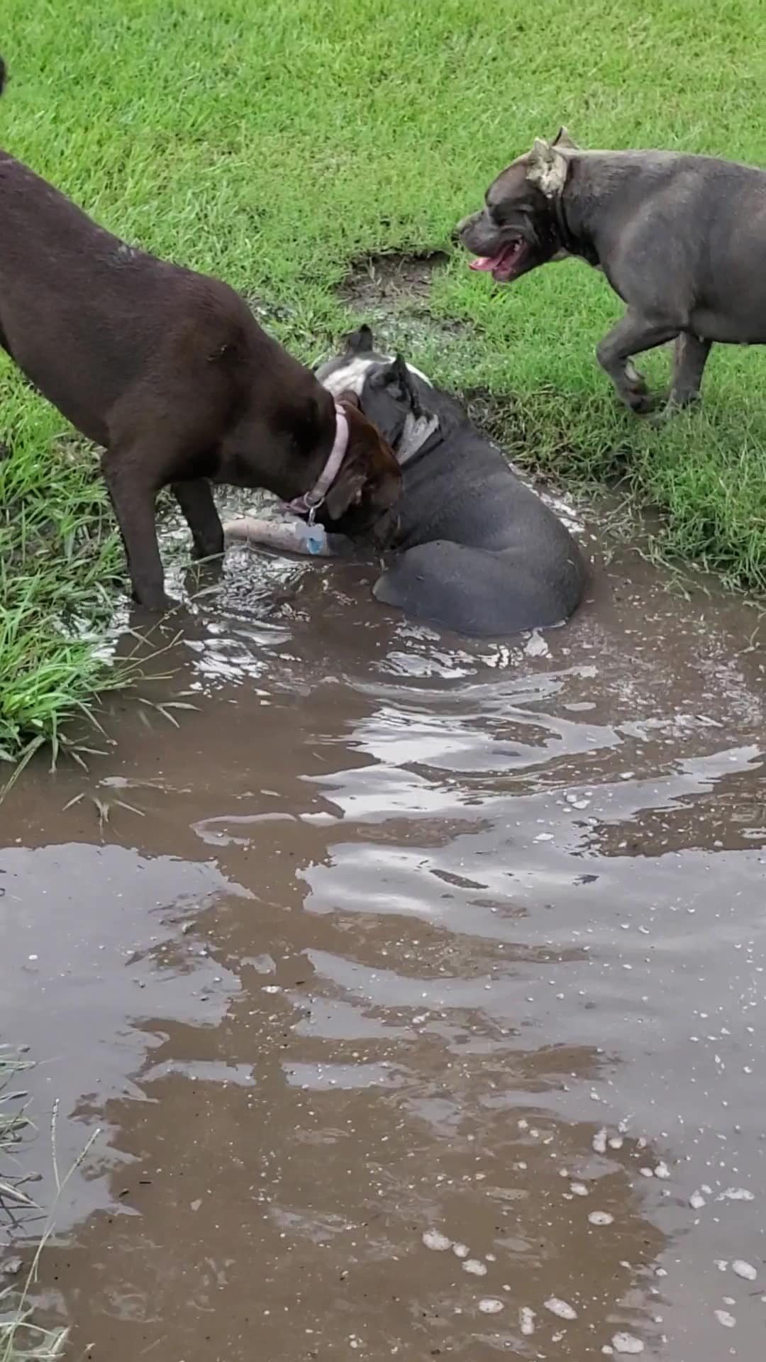 Small Dog Park - Houston, TX