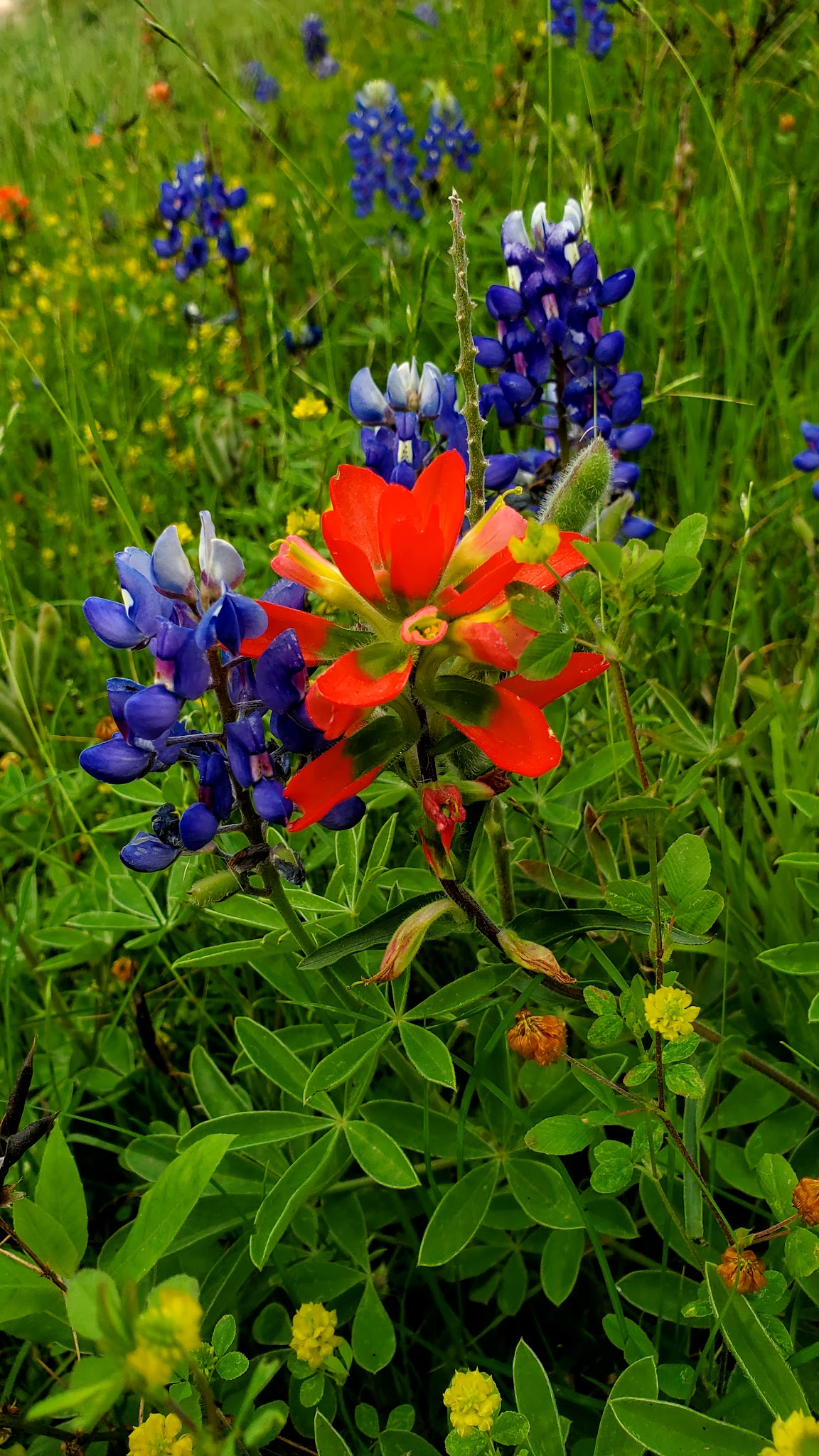T.C.Jester Park - Houston, TX