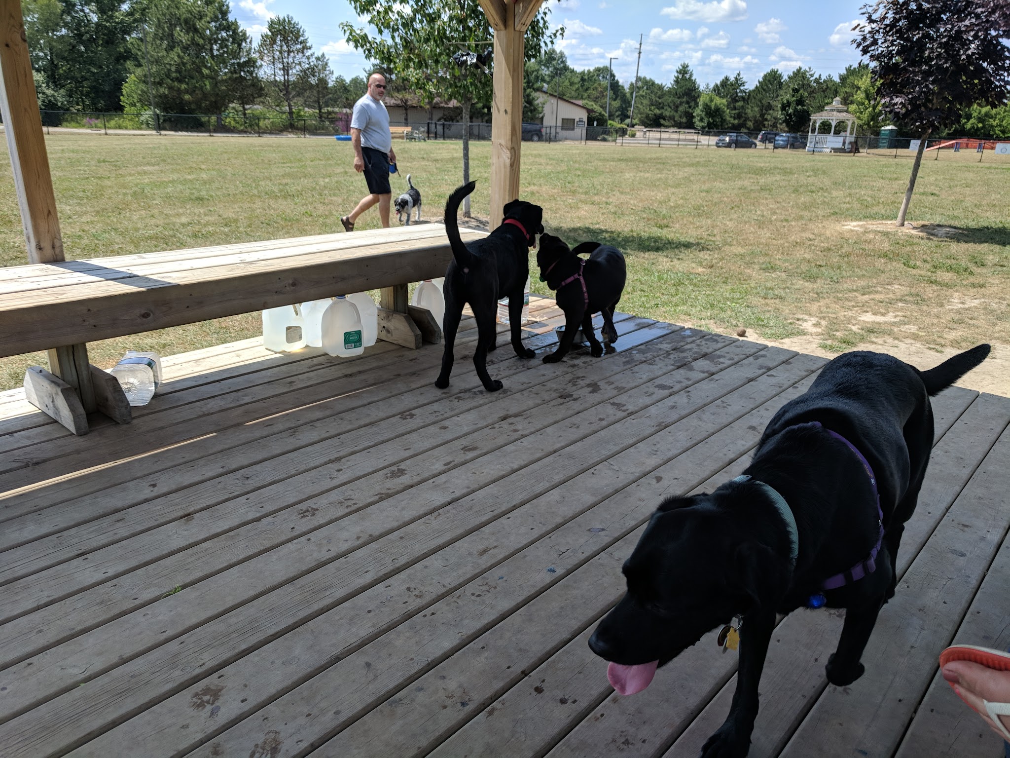 Countryside Veterinary Dog Park - Howell, MI