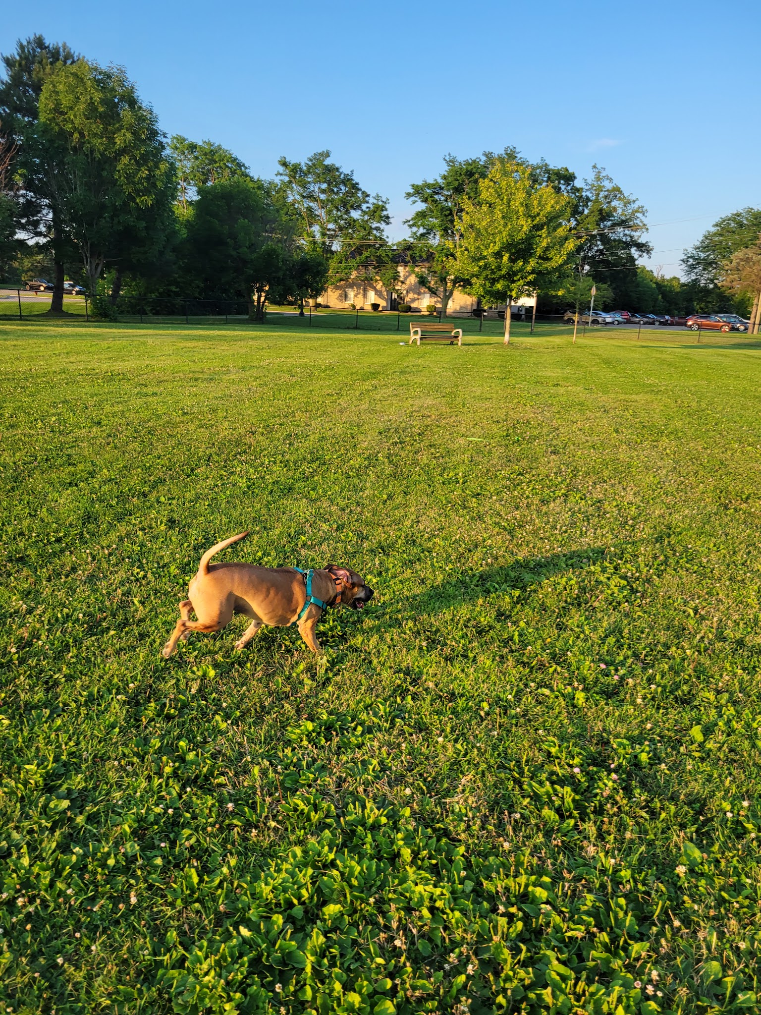 Countryside Veterinary Dog Park - Howell, MI