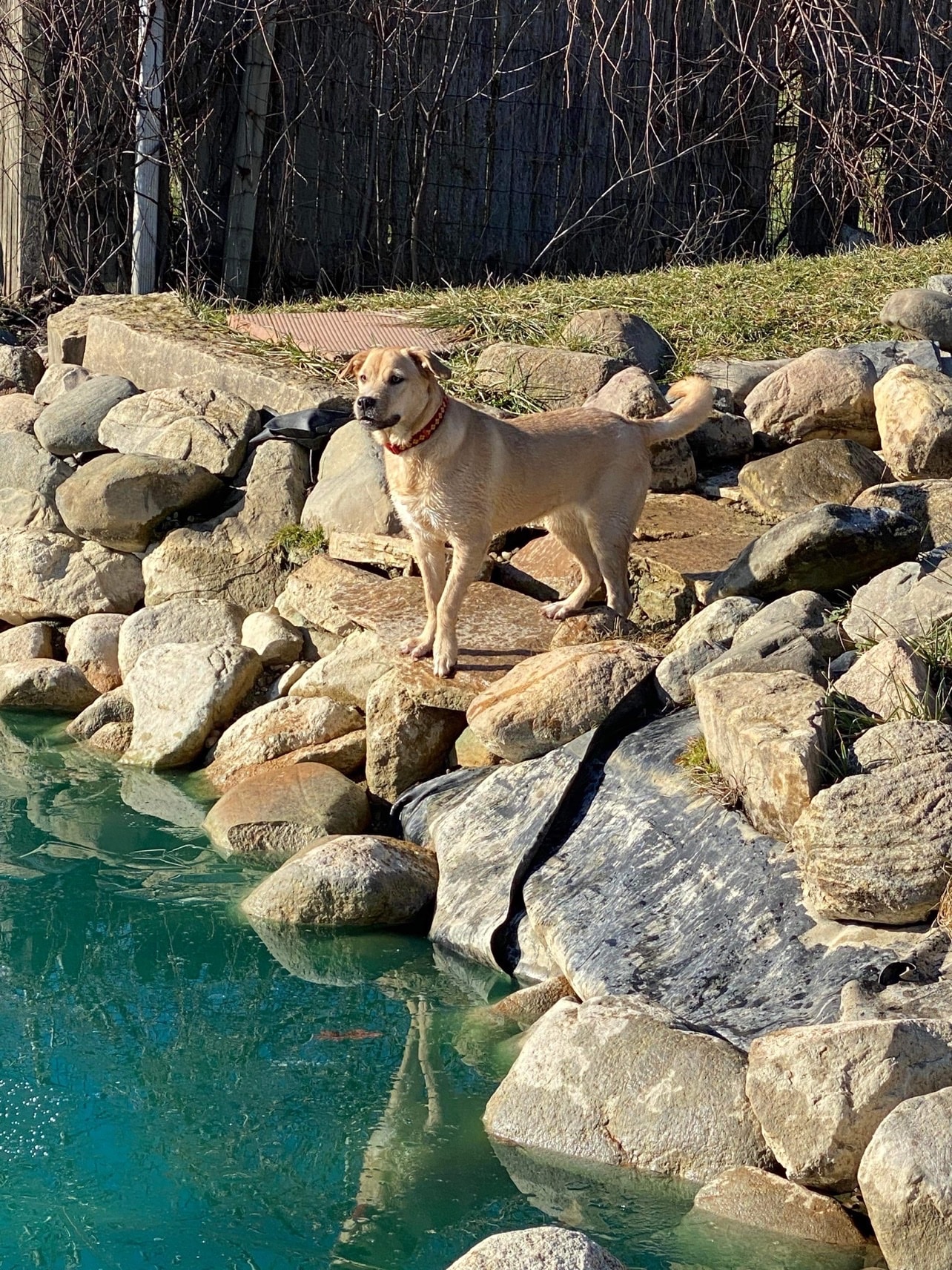 EZDogPark - Howell, MI