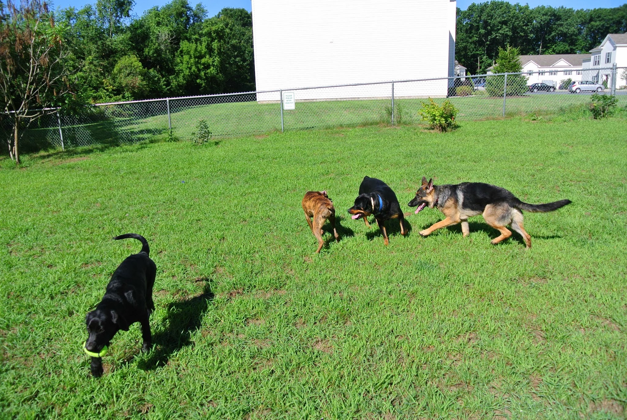 The Backyard Dog Park - Hudson Falls, NY