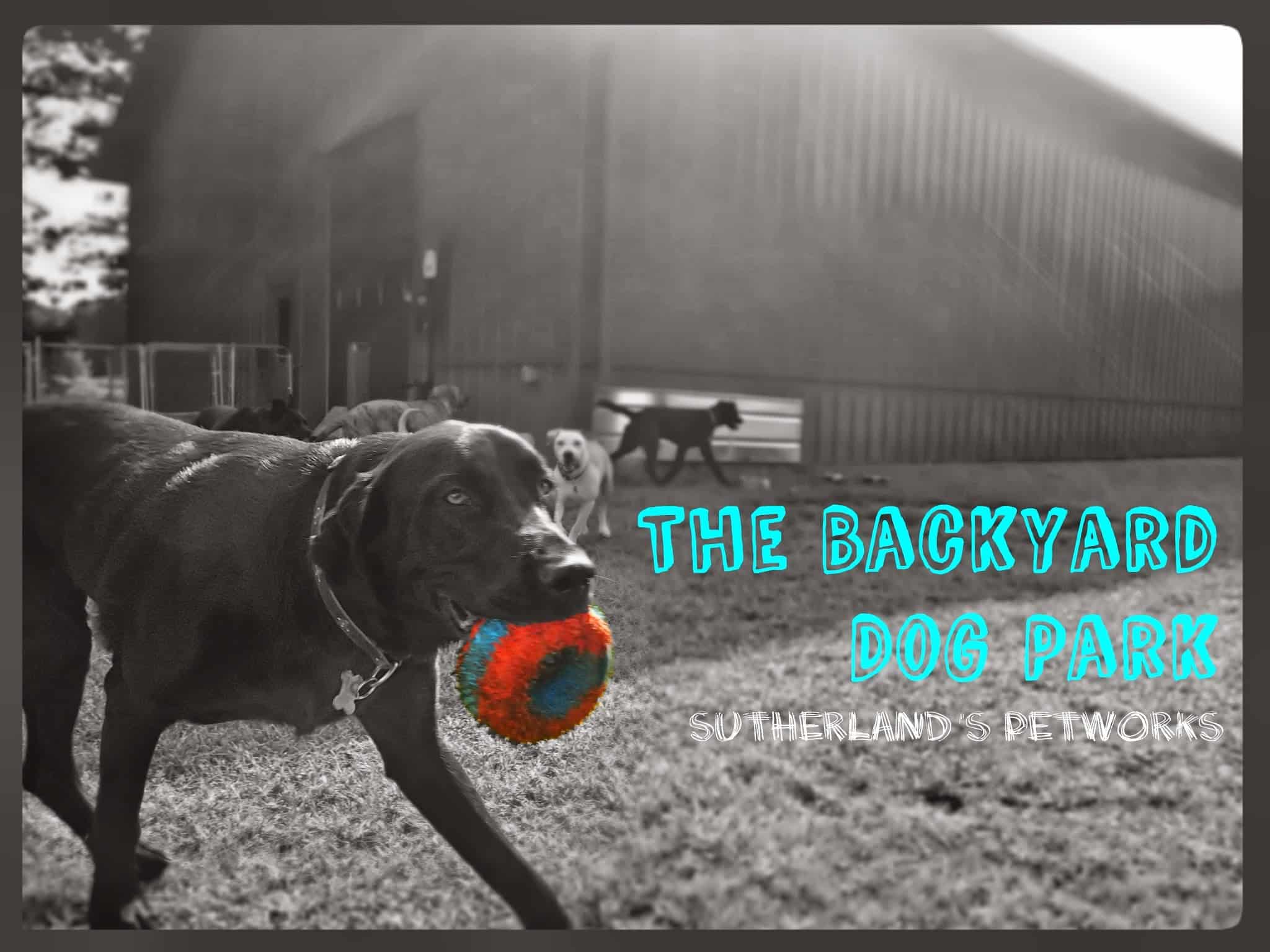 The Backyard Dog Park - Hudson Falls, NY