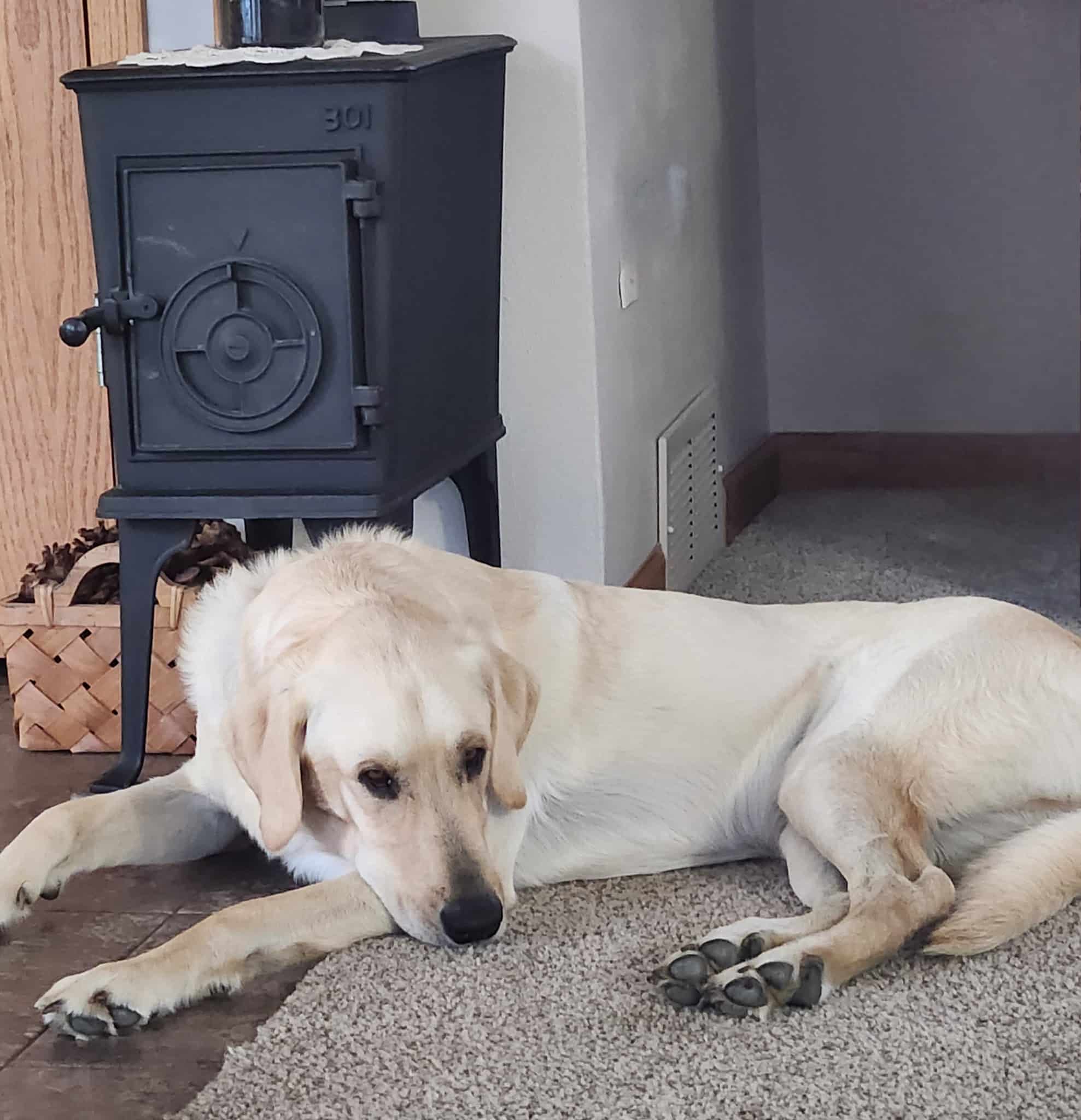 Arrowhead Kennels - Hudson, IA