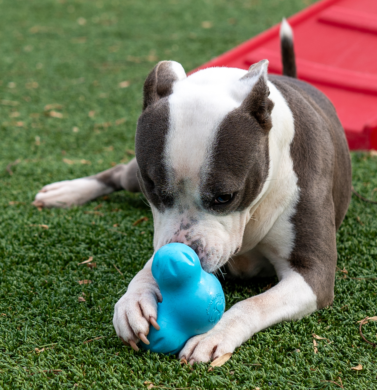 Countryside Pet Resort - Hughesville, MD