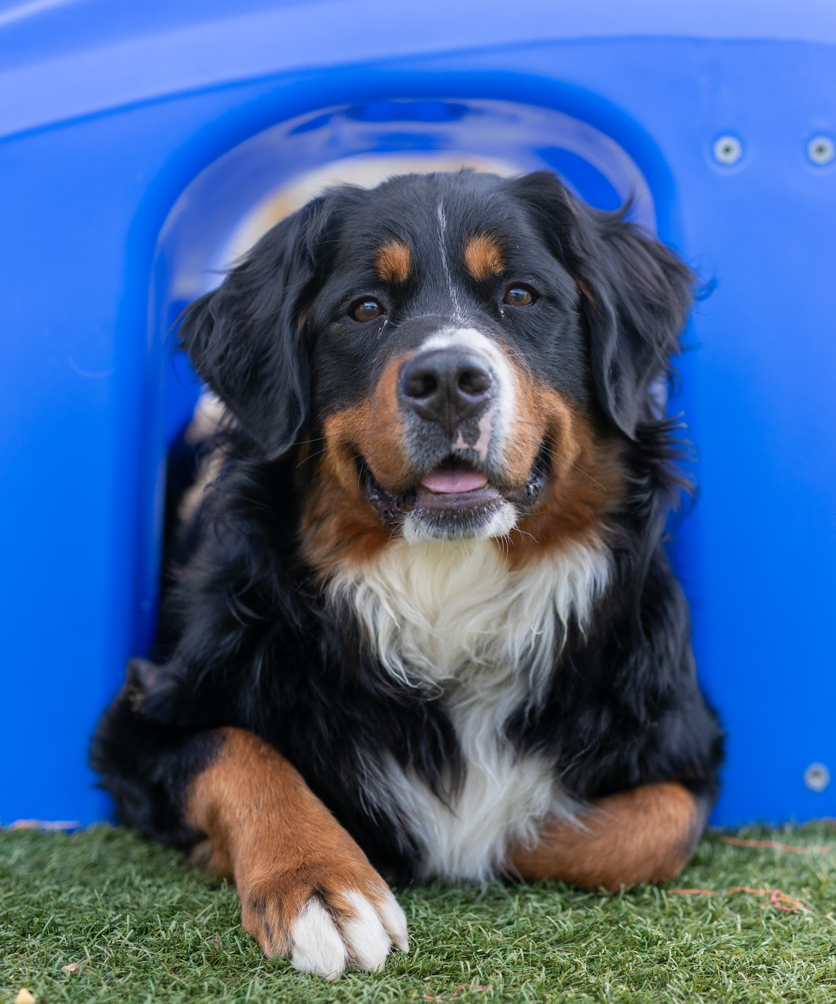 Countryside Pet Resort - Hughesville, MD
