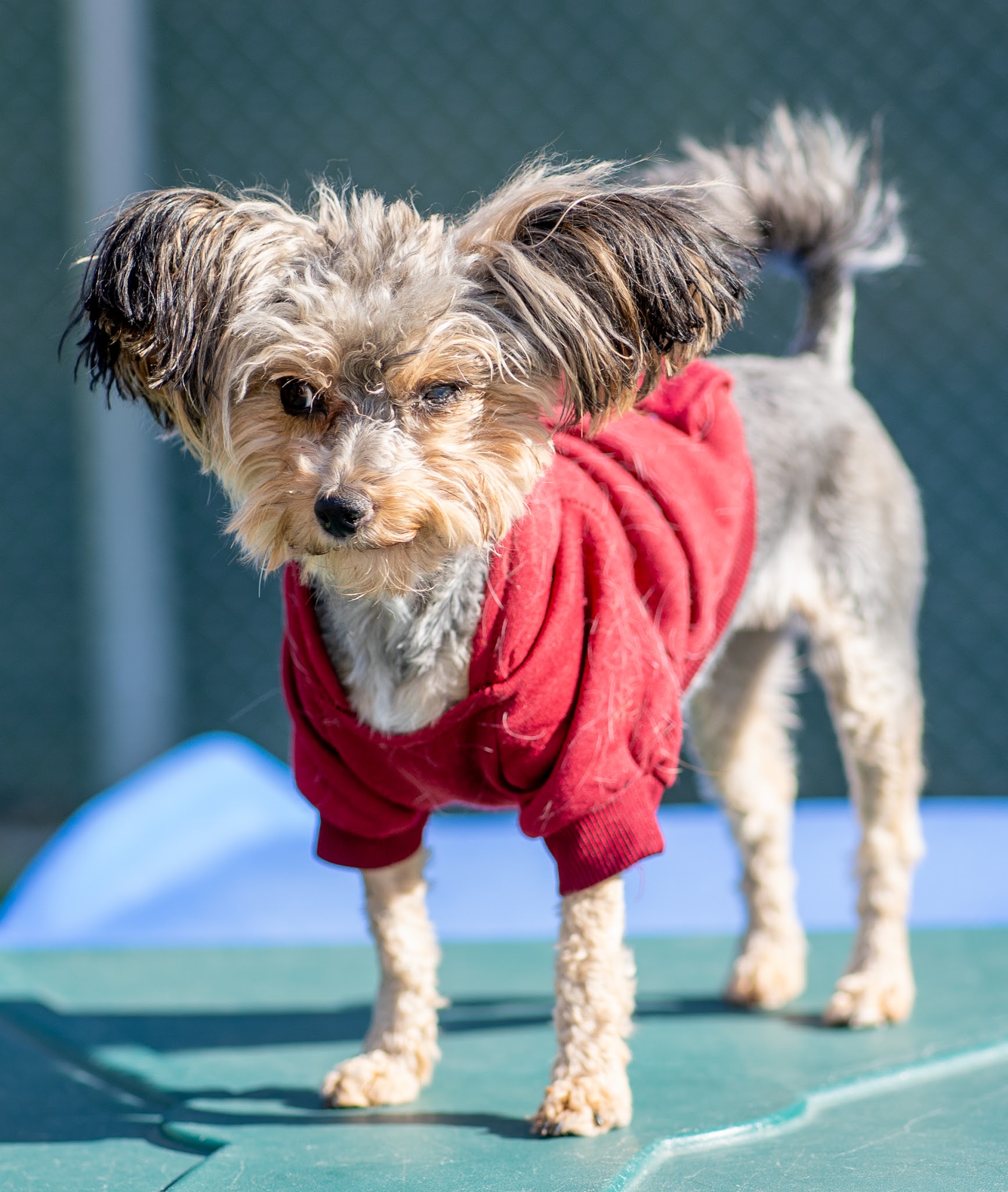 Countryside Pet Resort - Hughesville, MD