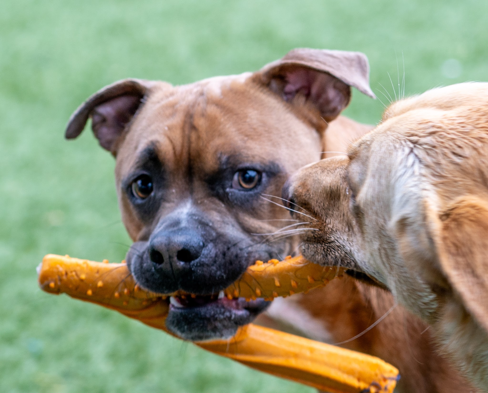 Countryside Pet Resort - Hughesville, MD