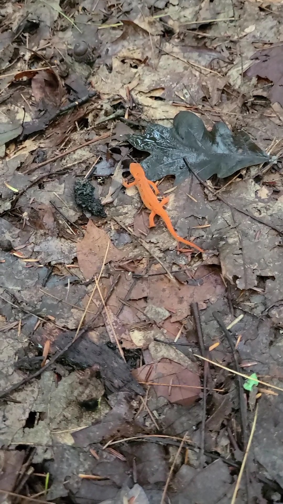 Glacier Pools Preserve - Hughesville, PA