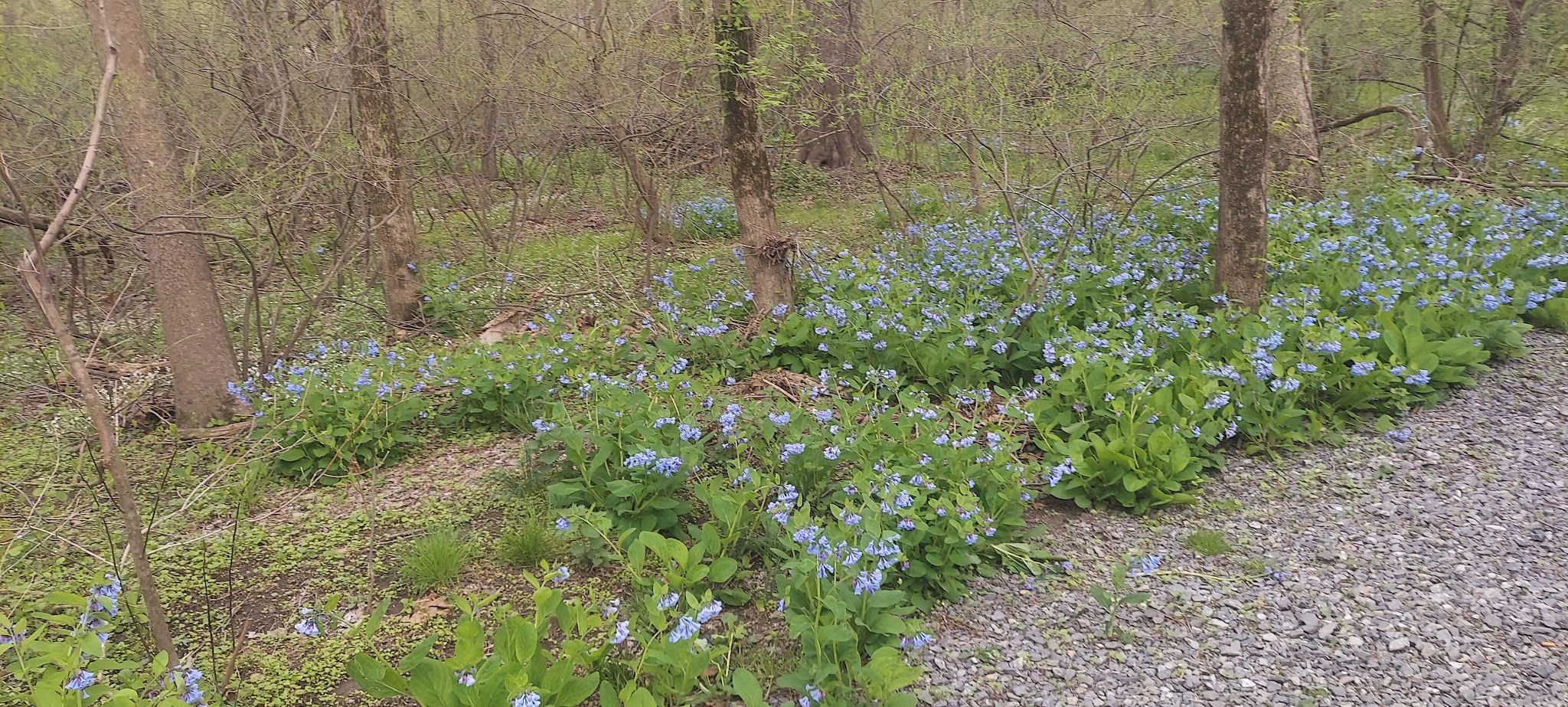 SUEZ Nature Trail - Hummelstown, PA