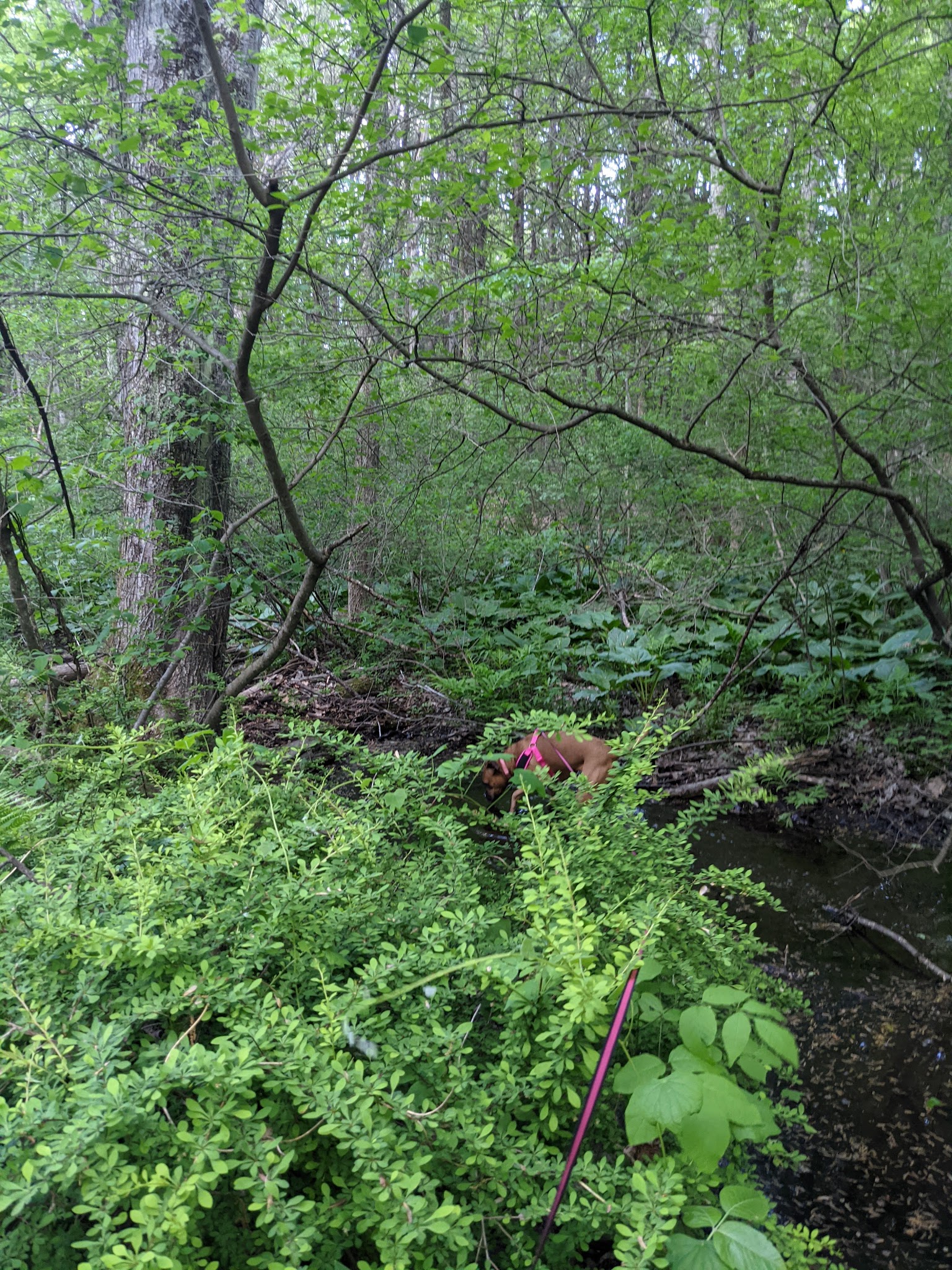Hurley Marbletown Trailhead - Hurley, NY