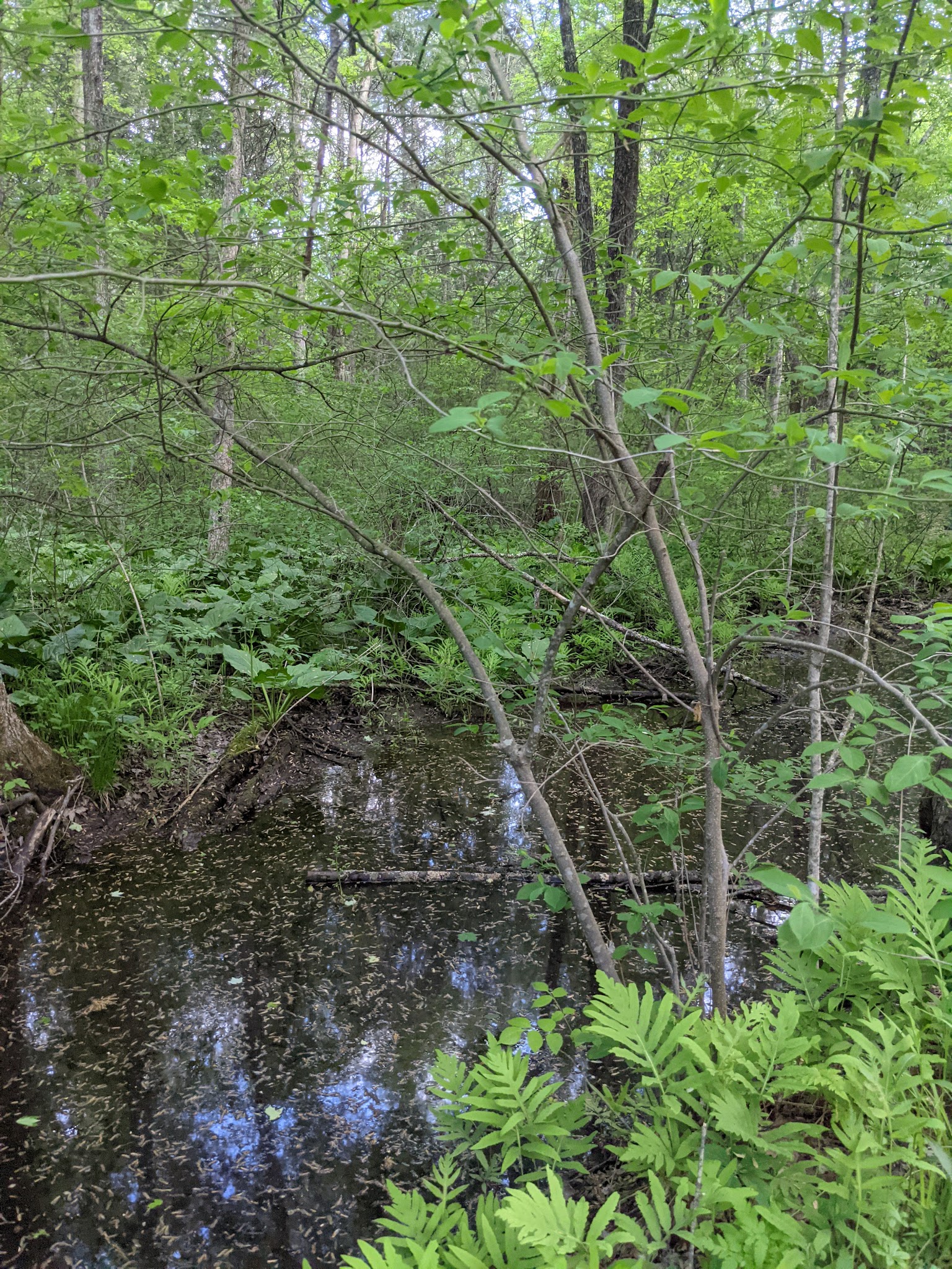 Hurley Marbletown Trailhead - Hurley, NY