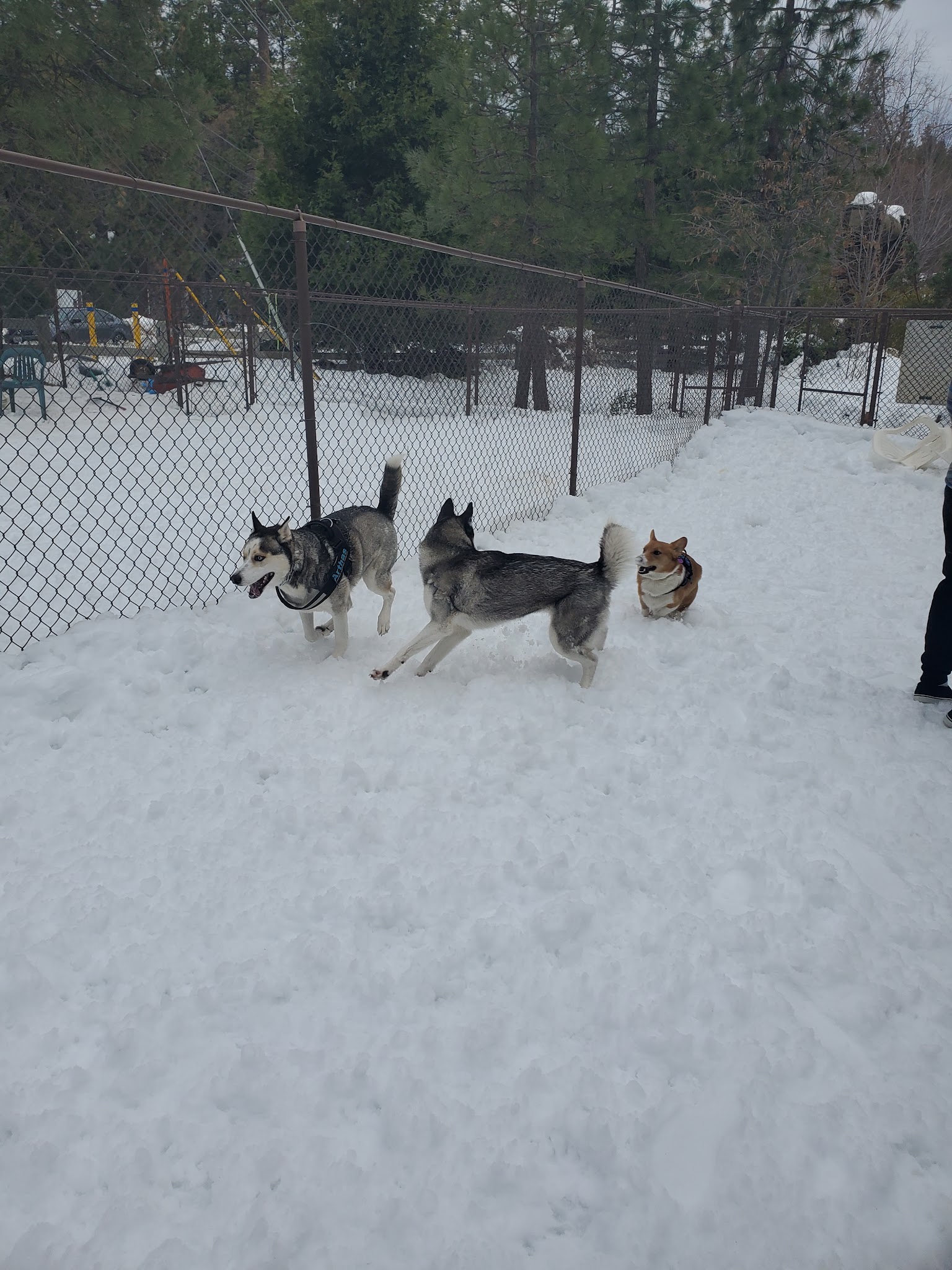 Rick Barker Dog Park - Idyllwild-Pine Cove, CA