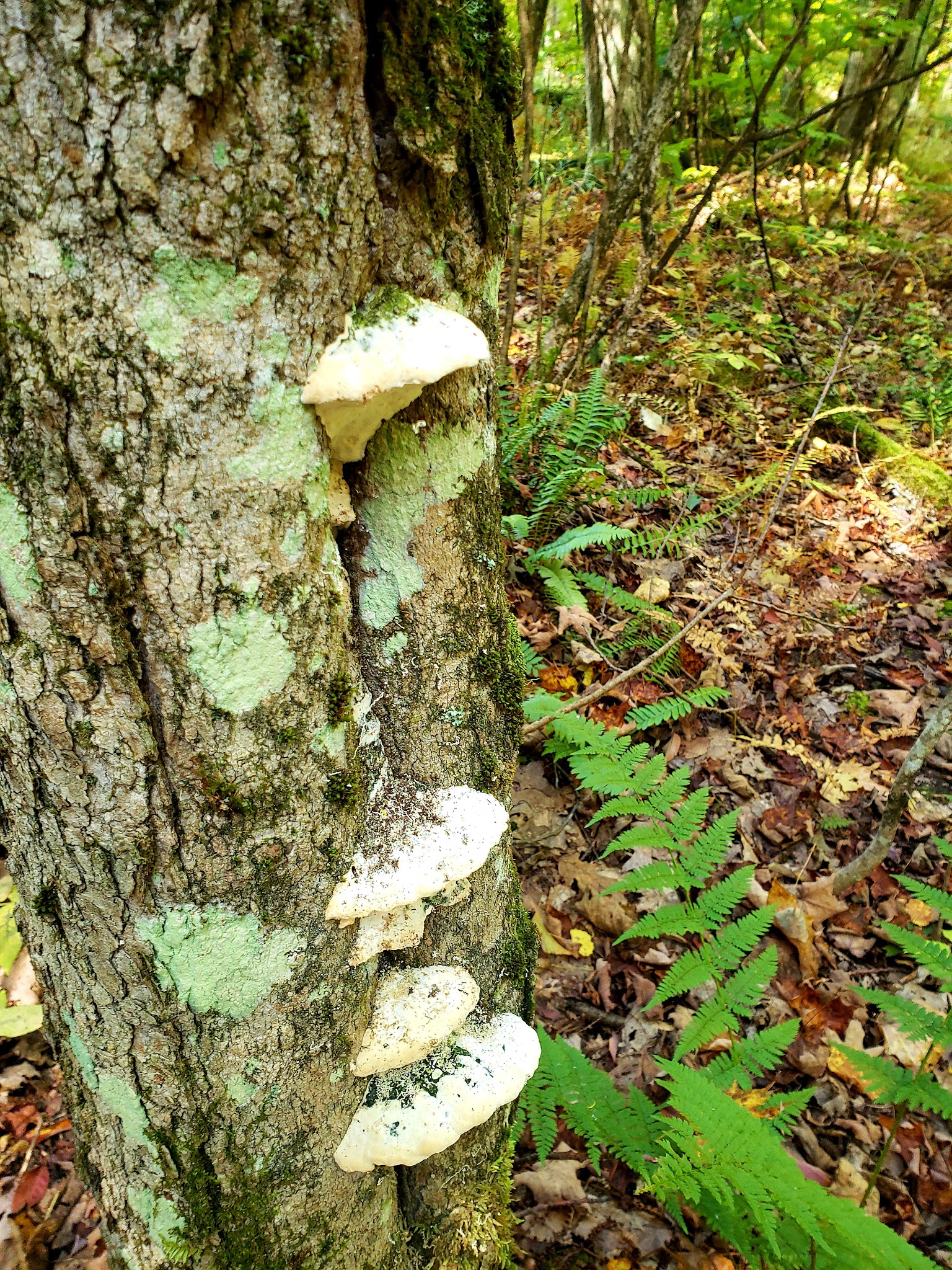 Russell Park Mountain Biking Trails - Ilion, NY