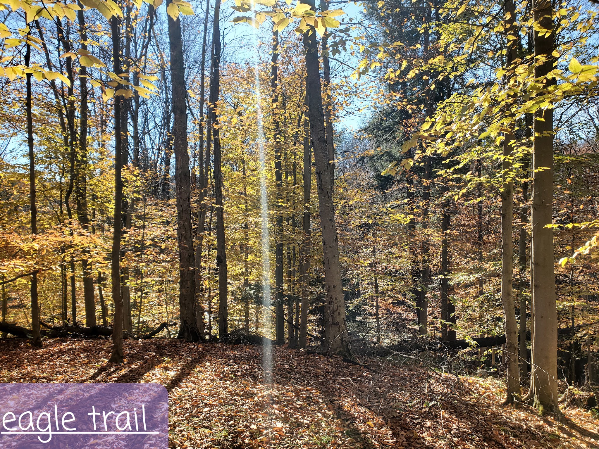 Russell Park Mountain Biking Trails - Ilion, NY