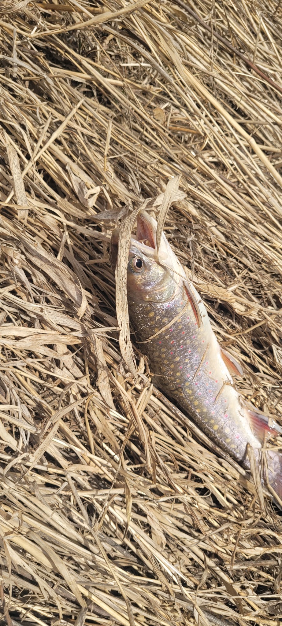 Four seasons campground - Independence, WI