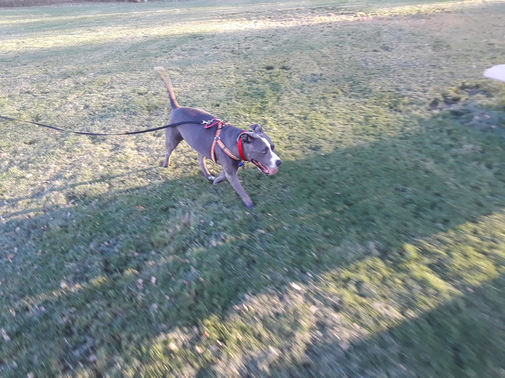 Mulligan Dog Park - Indio, CA