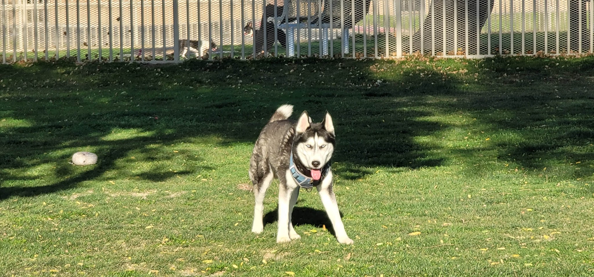 Mulligan Dog Park - Indio, CA