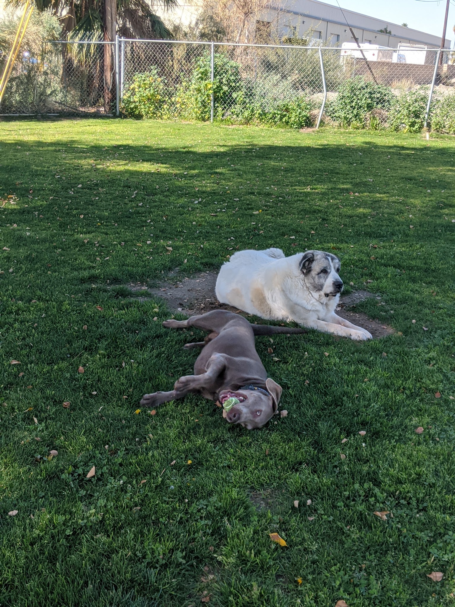 Mulligan Dog Park - Indio, CA