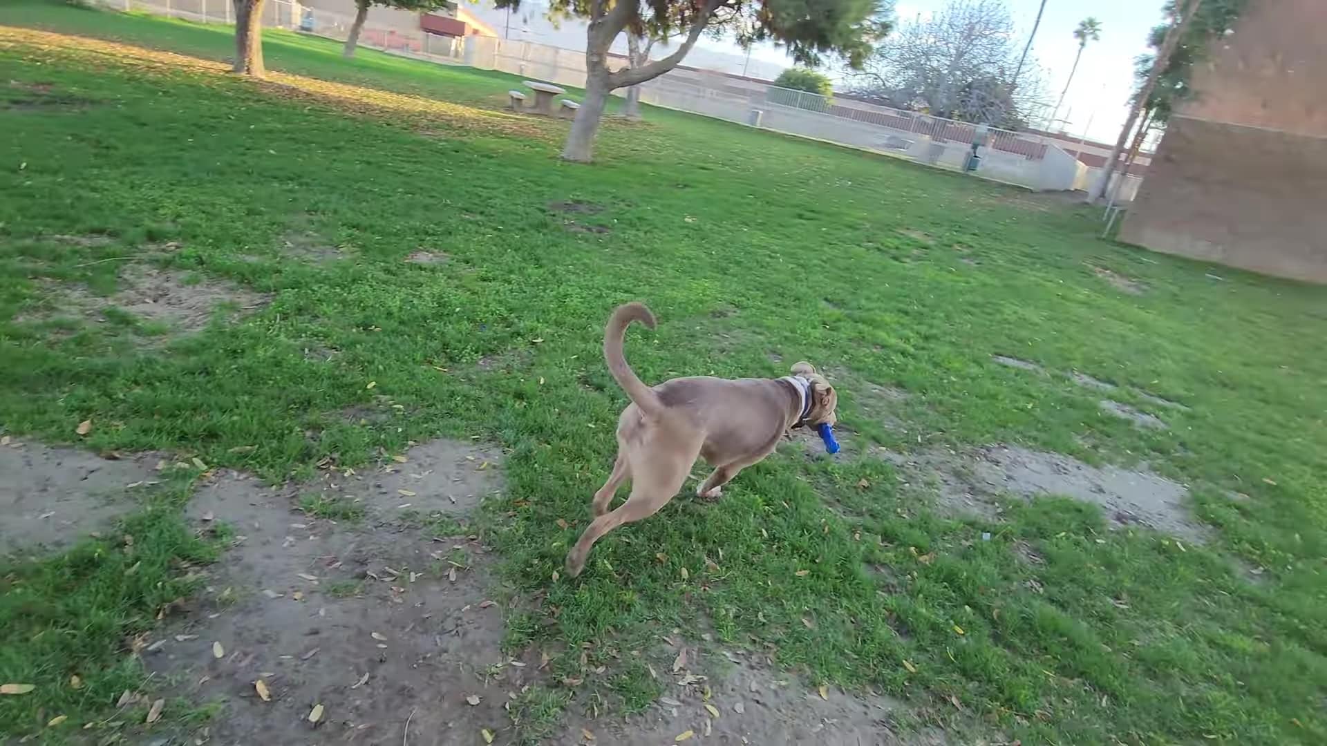 Mulligan Dog Park - Indio, CA