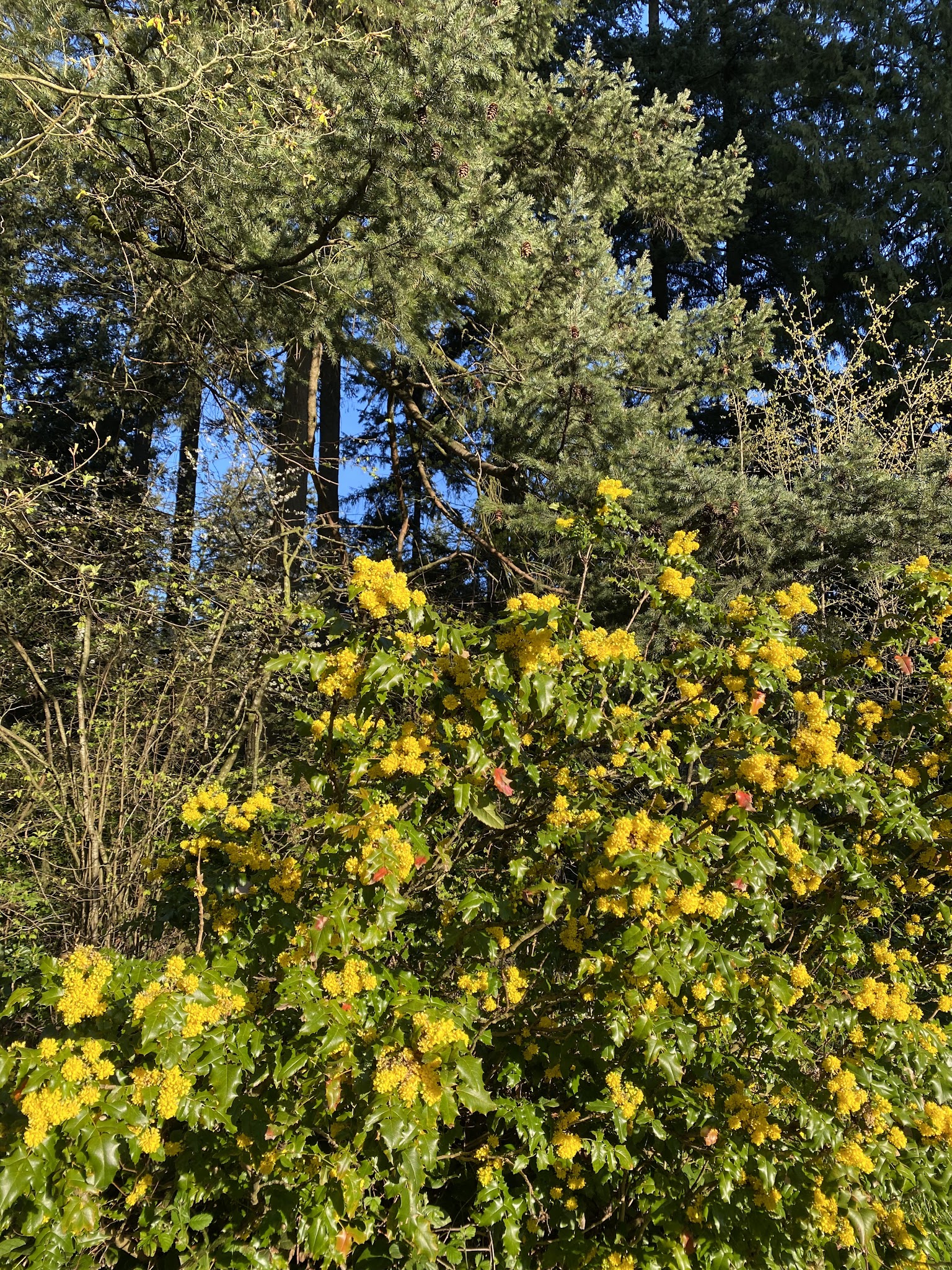 Center Park - Inglewood, CA