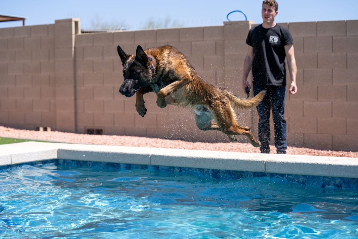 Integrity K9 Services - ,