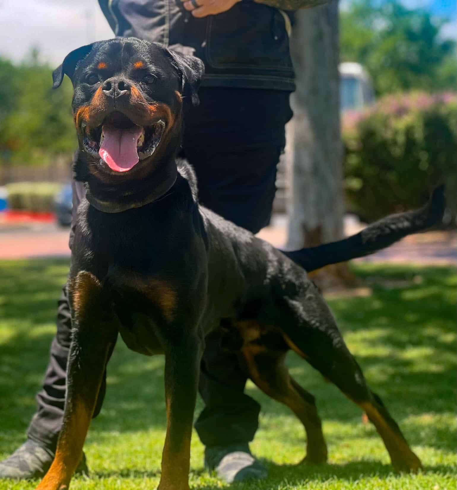 Integrity K9 Services - ,