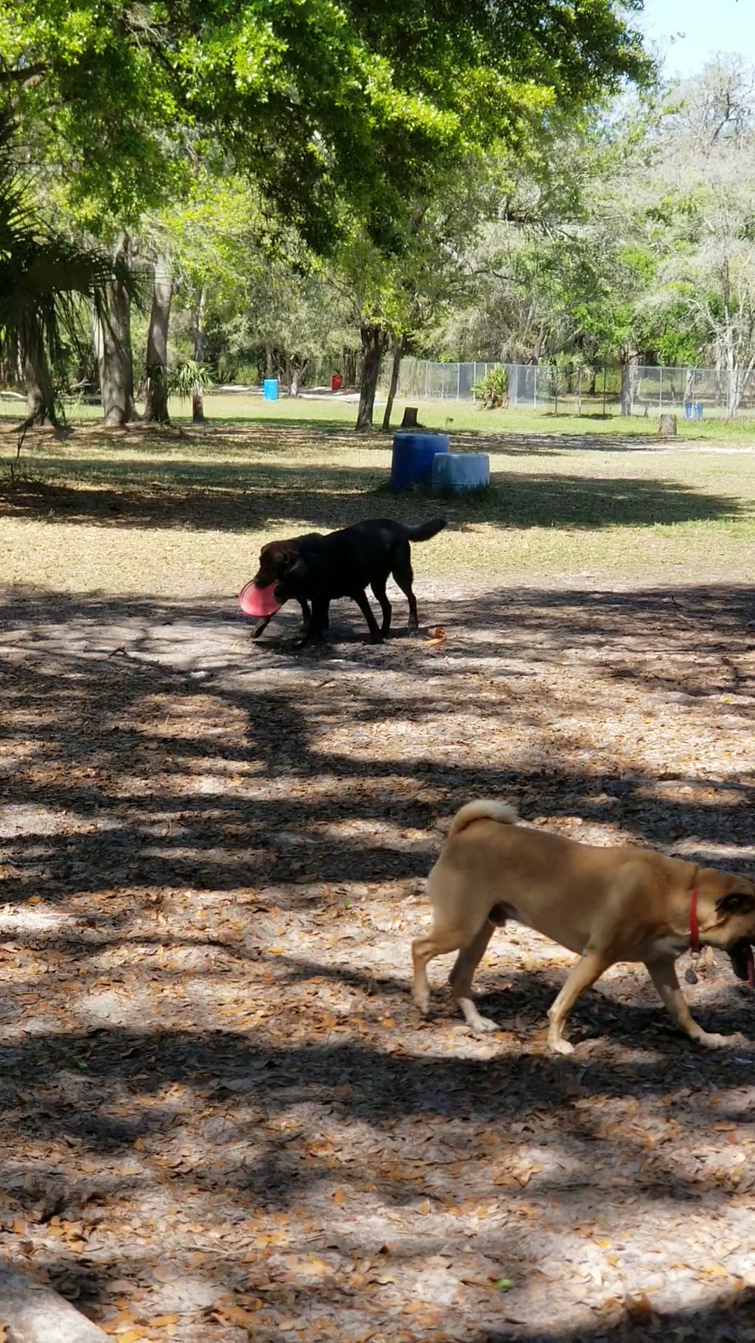 Bark Central Dog Park - Inverness, FL