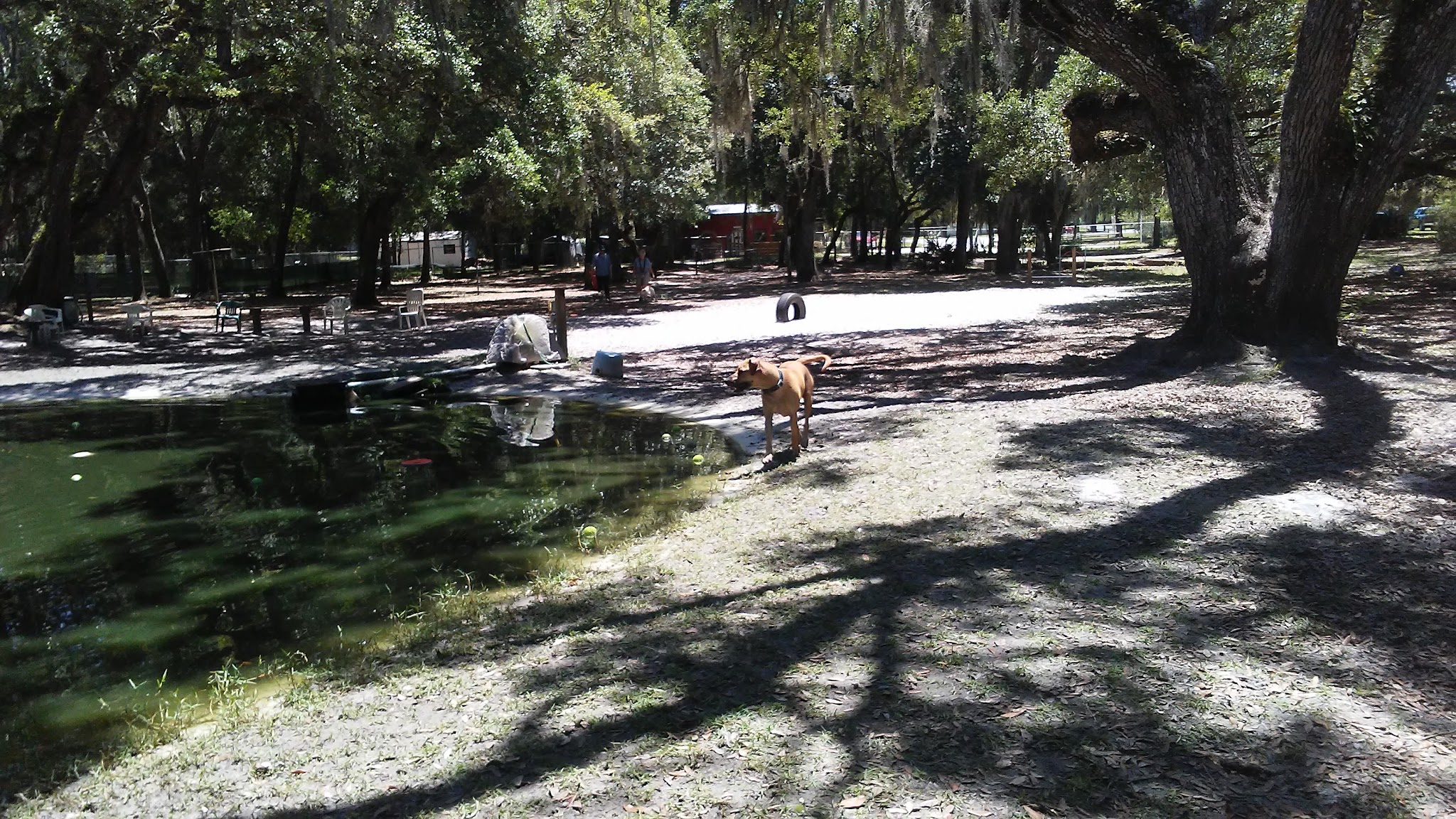 Bark Central Dog Park - Inverness, FL